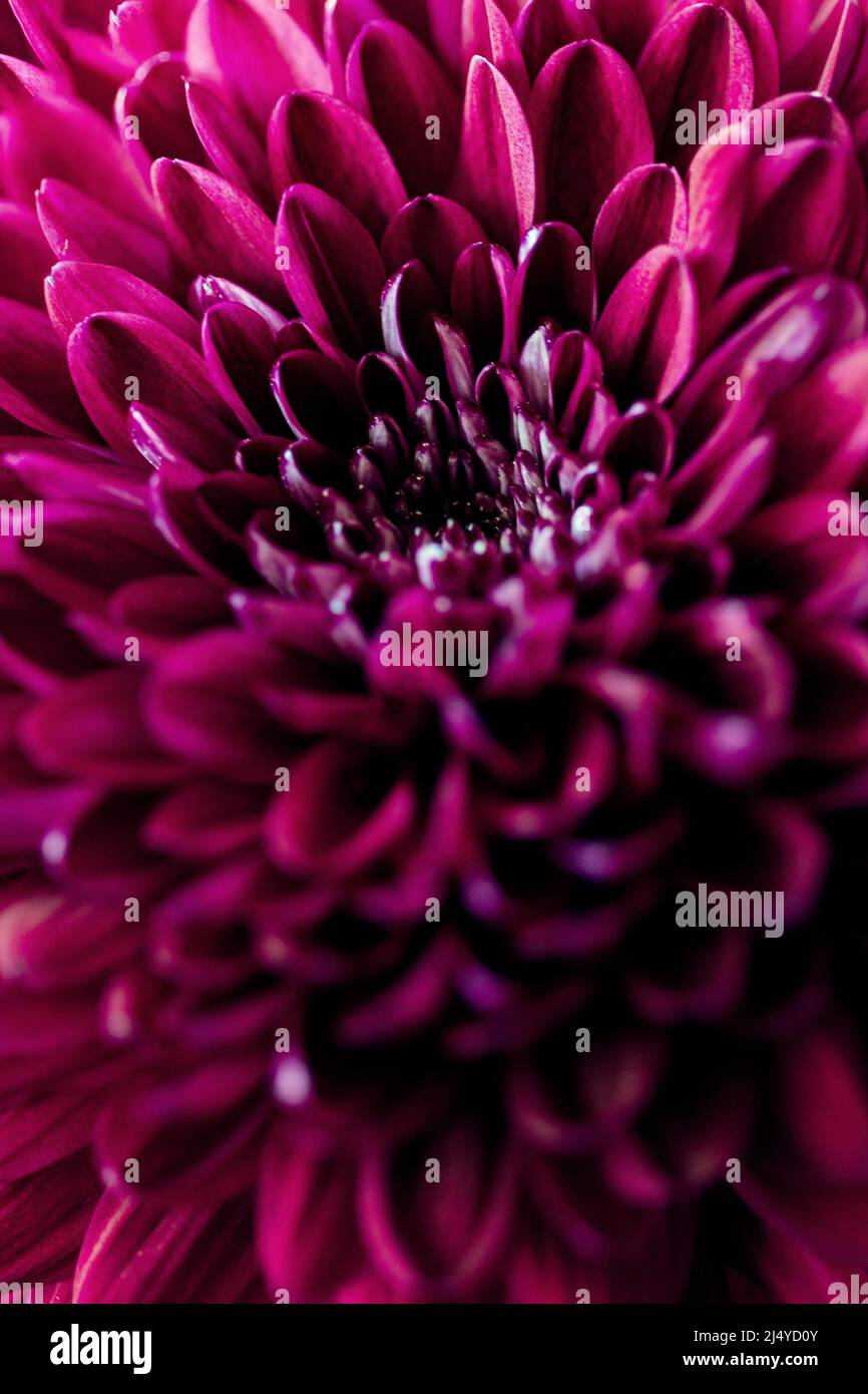 A macro shot of a chrysanthemum reveals rows of ray florets Stock Photo