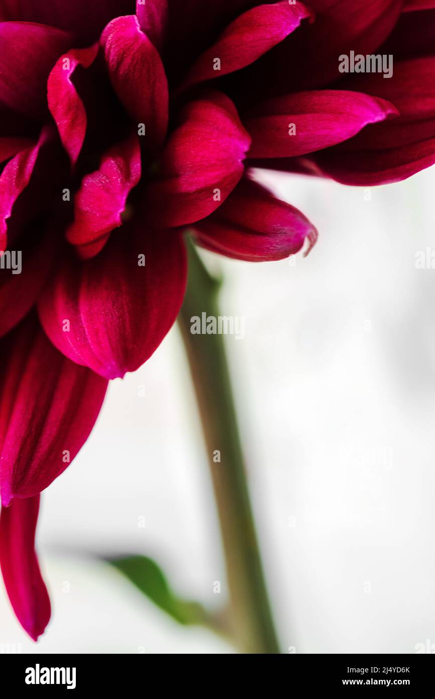 A macro shot of a chrysanthemum reveals rows of ray florets Stock Photo