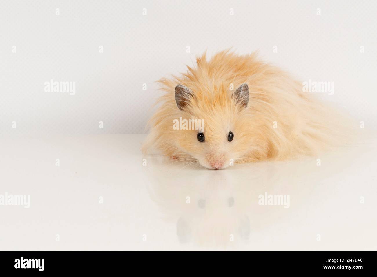 Fluffy dwarf cheap hamster