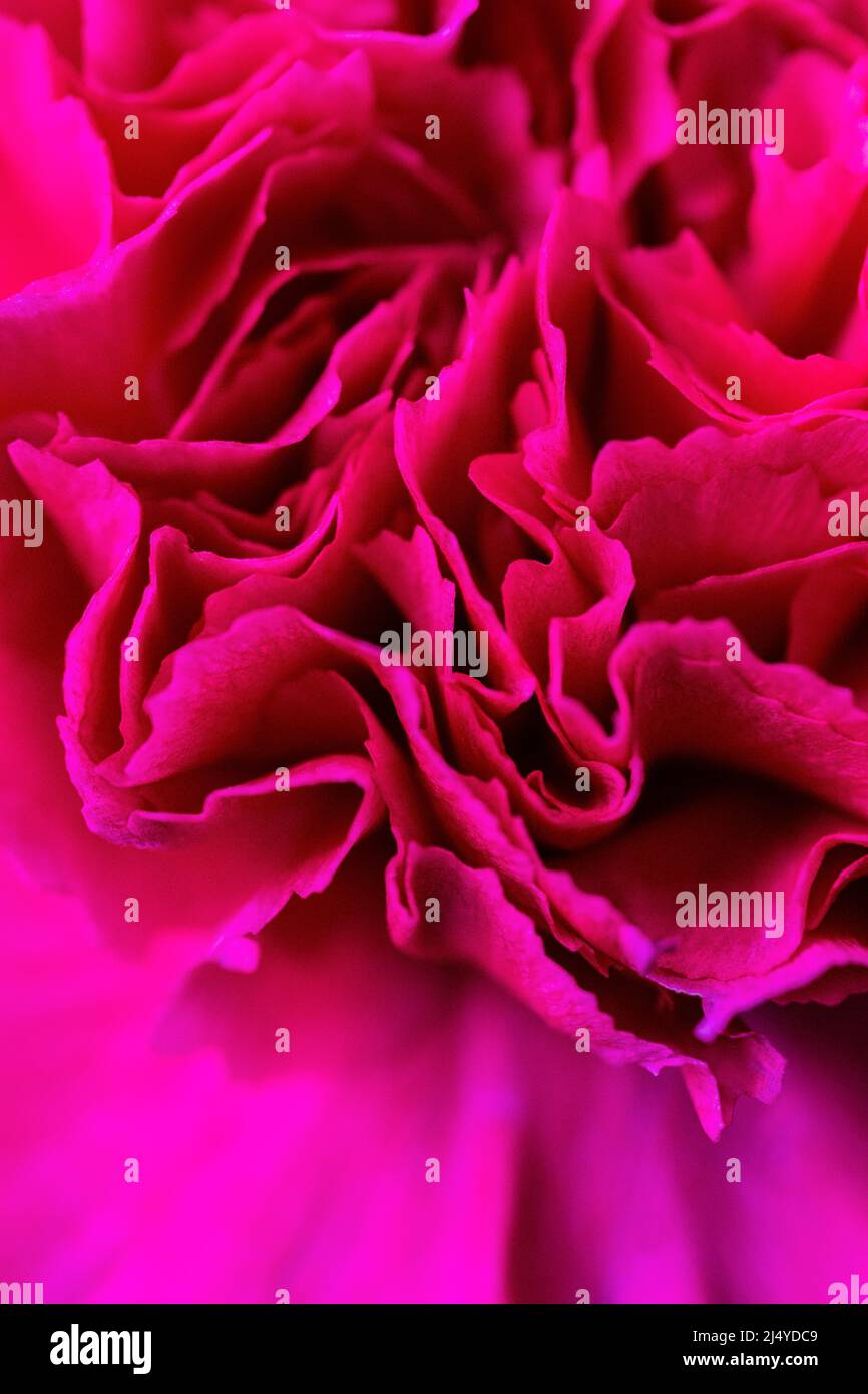 This macro shot of a carnation flower (Dianthus caryophyllus) shows its many ruffles and ridges. Stock Photo