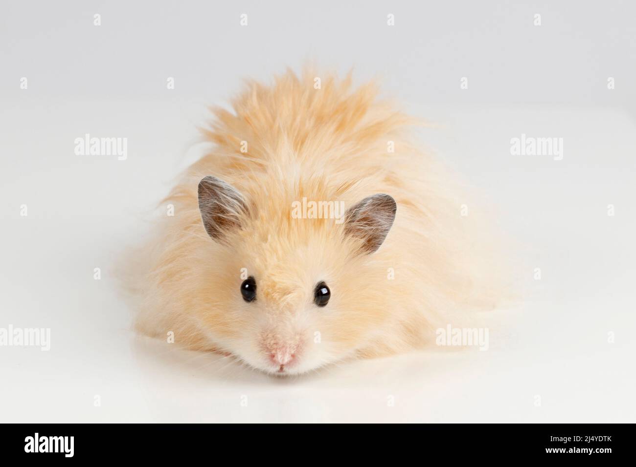 Syrian 2025 hamster fluffy