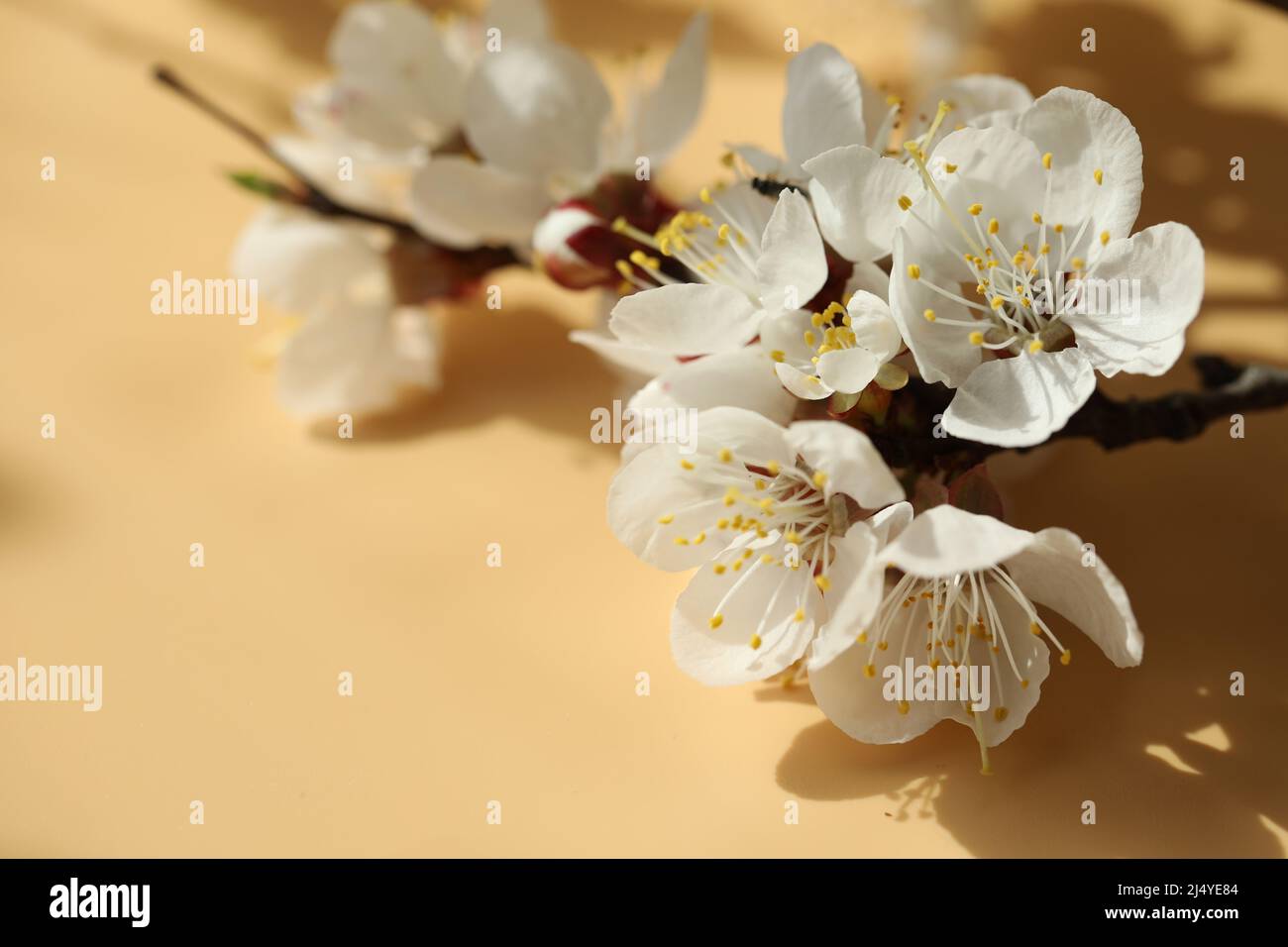 apricot blossom branch Stock Photo Alamy