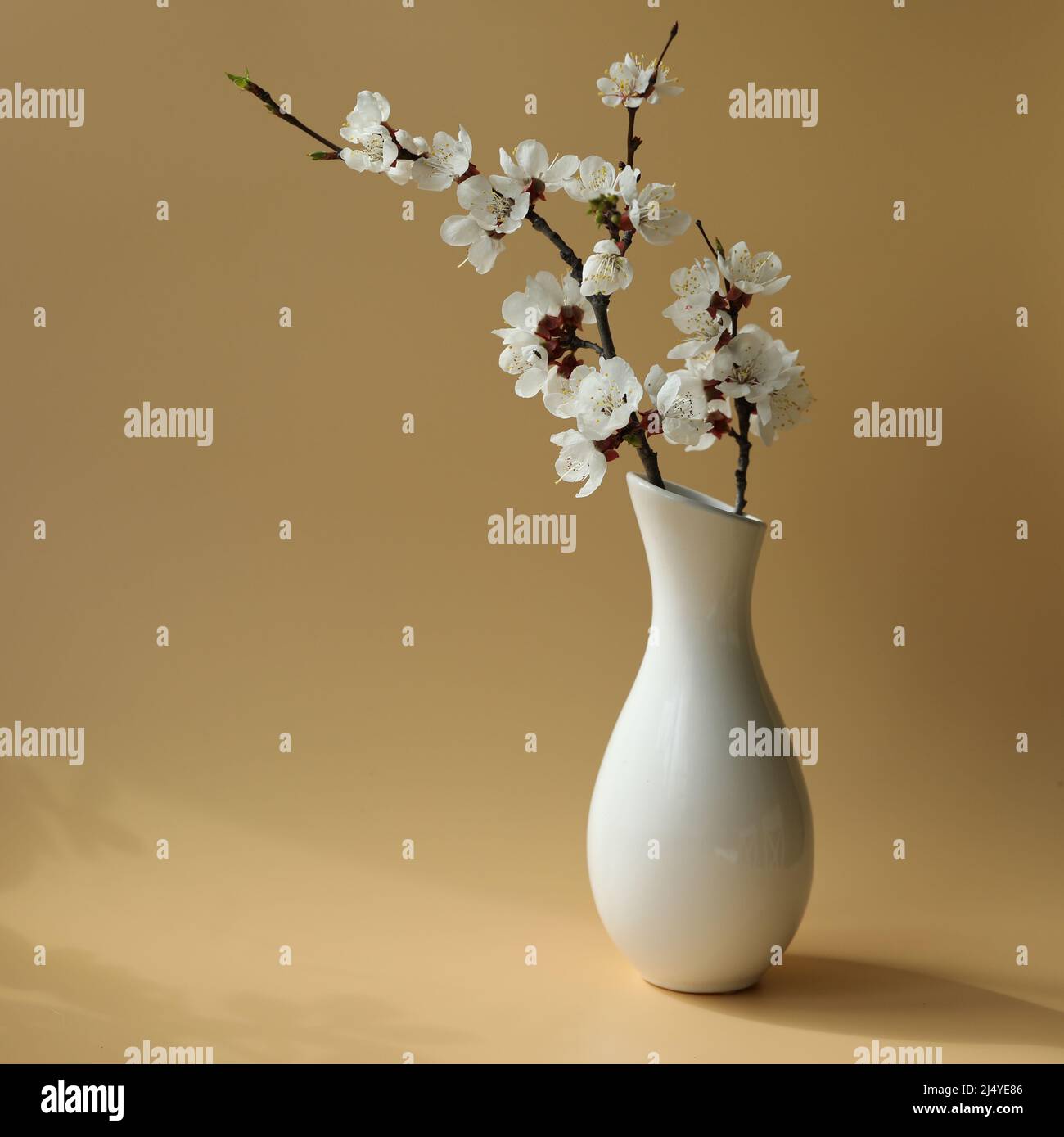 apricot blossom branch Stock Photo Alamy