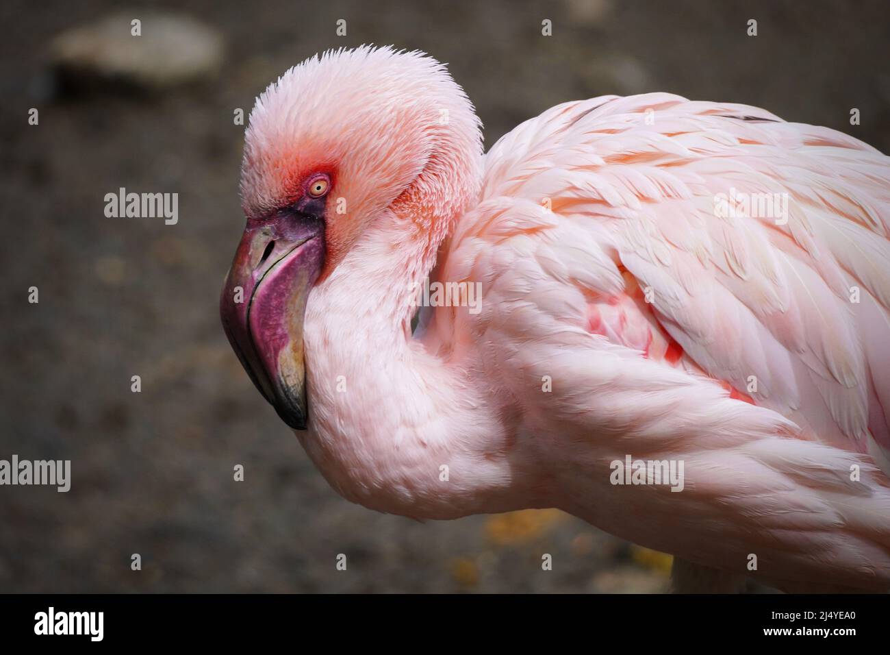 Close-up of a resting Lesser Flamingo, Phoeniconaias minor Stock Photo