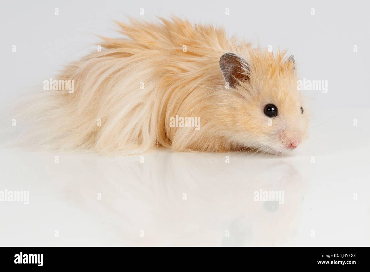 fluffy Syrian hamster on a light background. High quality photo Stock Photo  - Alamy