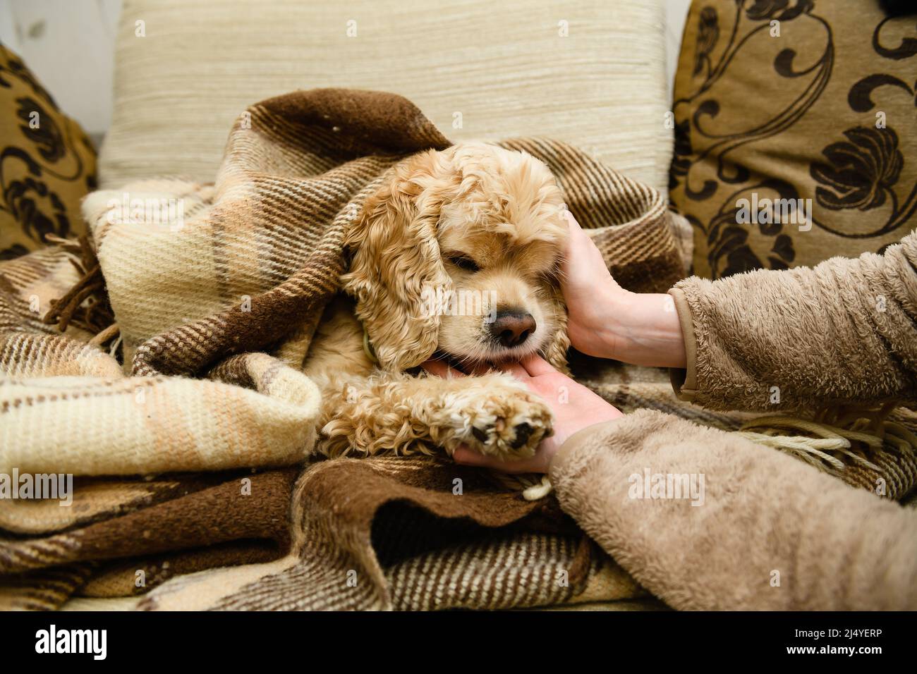 Dog licks blanket online before bed