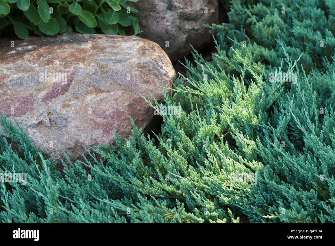 Garden background, stones lay near branches of Juniperus sabina Stock Photo