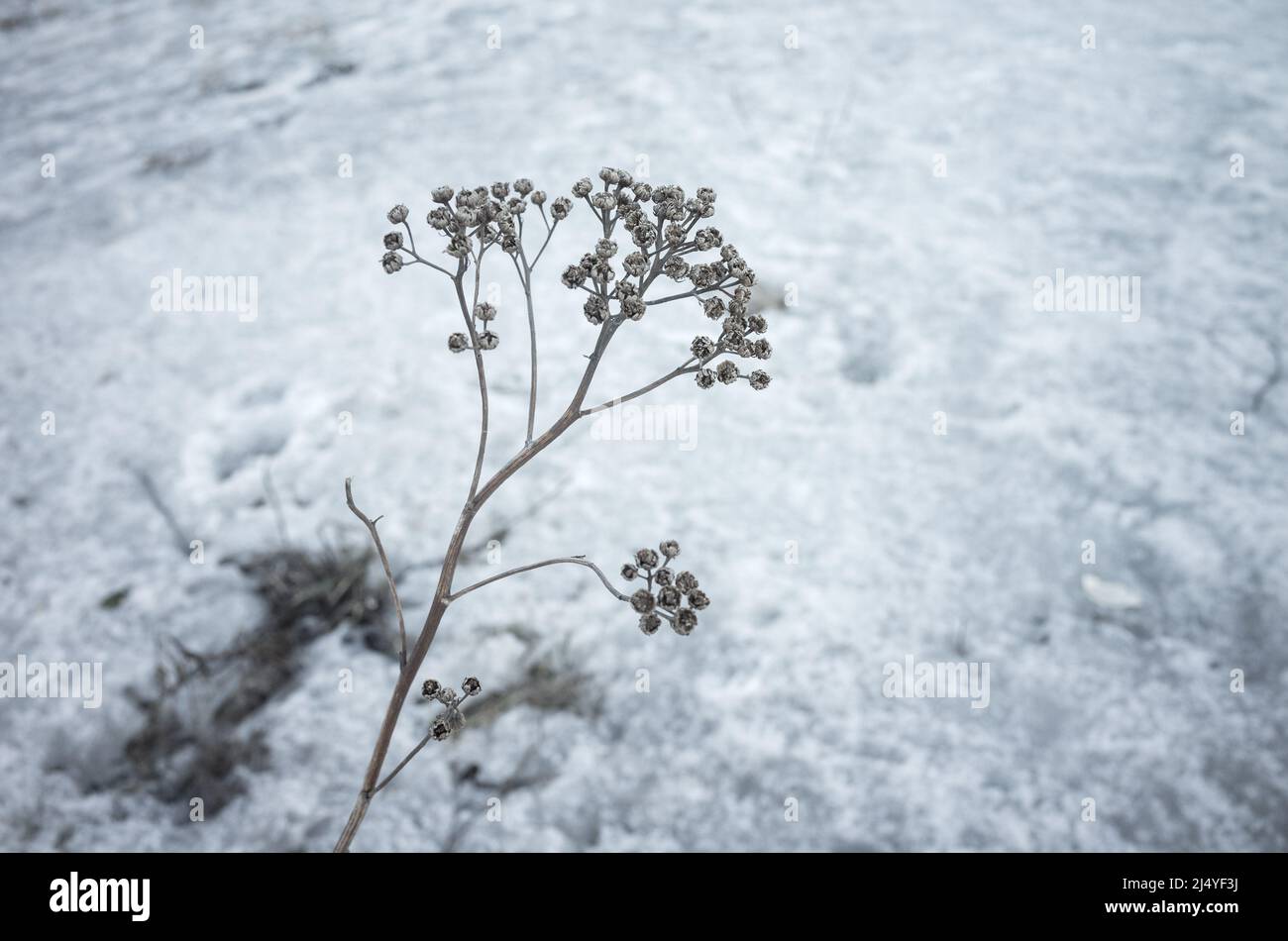 Dry frozen flowers grow in snow, close up photo with selective soft