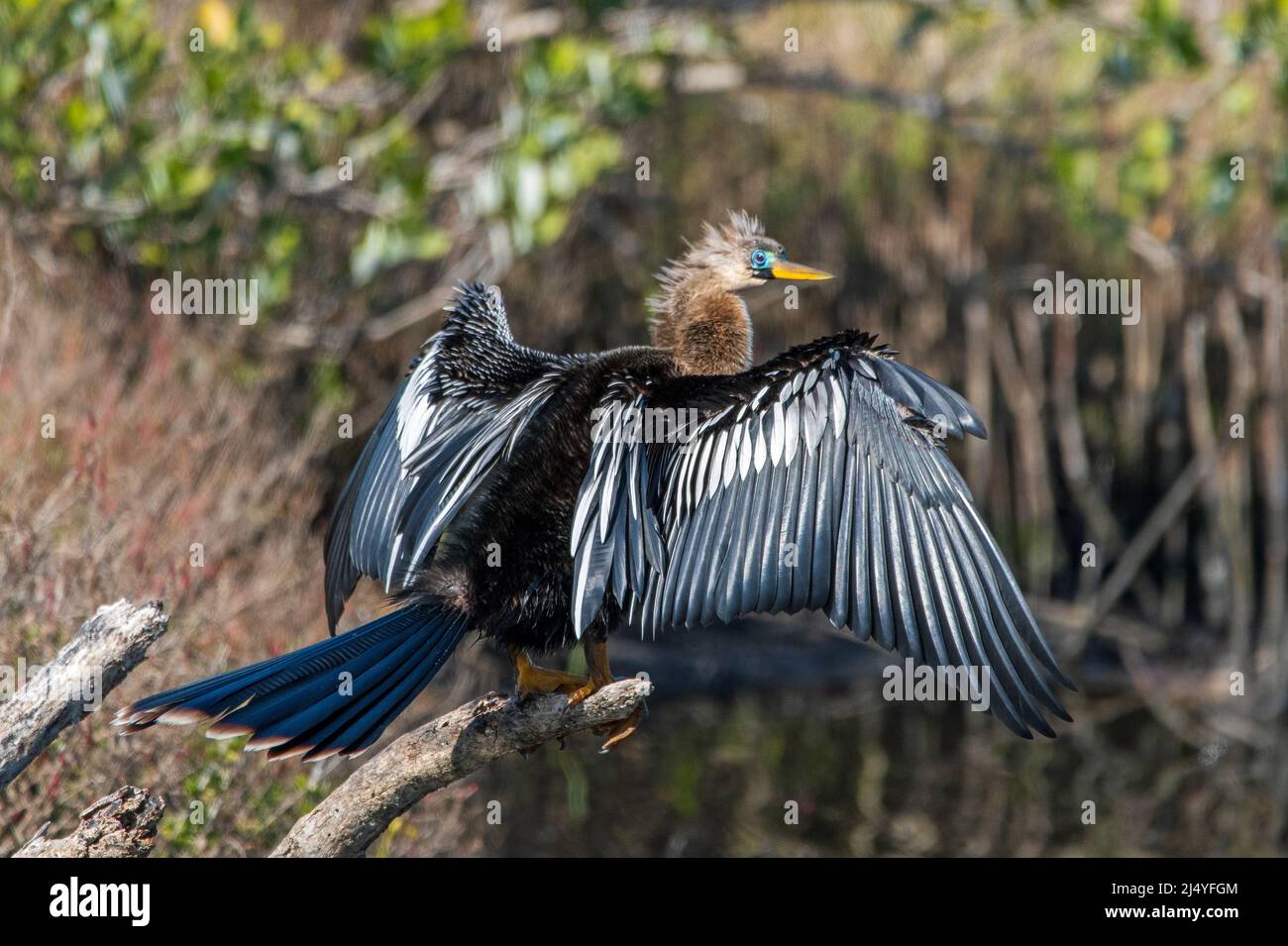 An anhinga dries it's feathers in the sun after fishing. Stock Photo