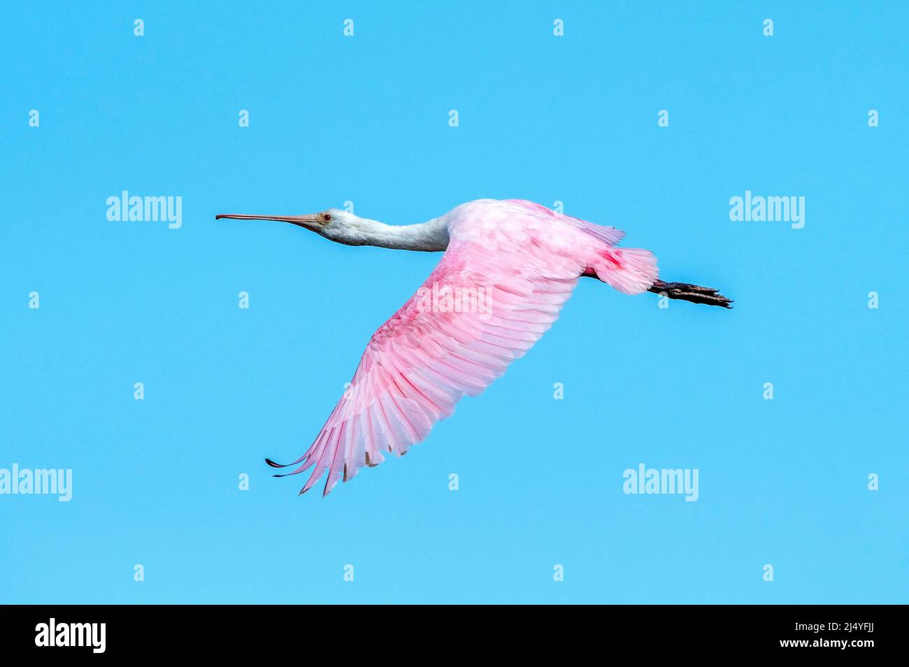 Roseate spoonbill flapping wings hi-res stock photography and images ...