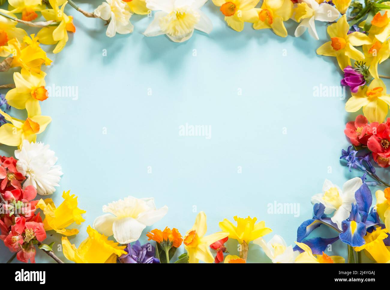 Spring floral copmosition on blue background Stock Photo