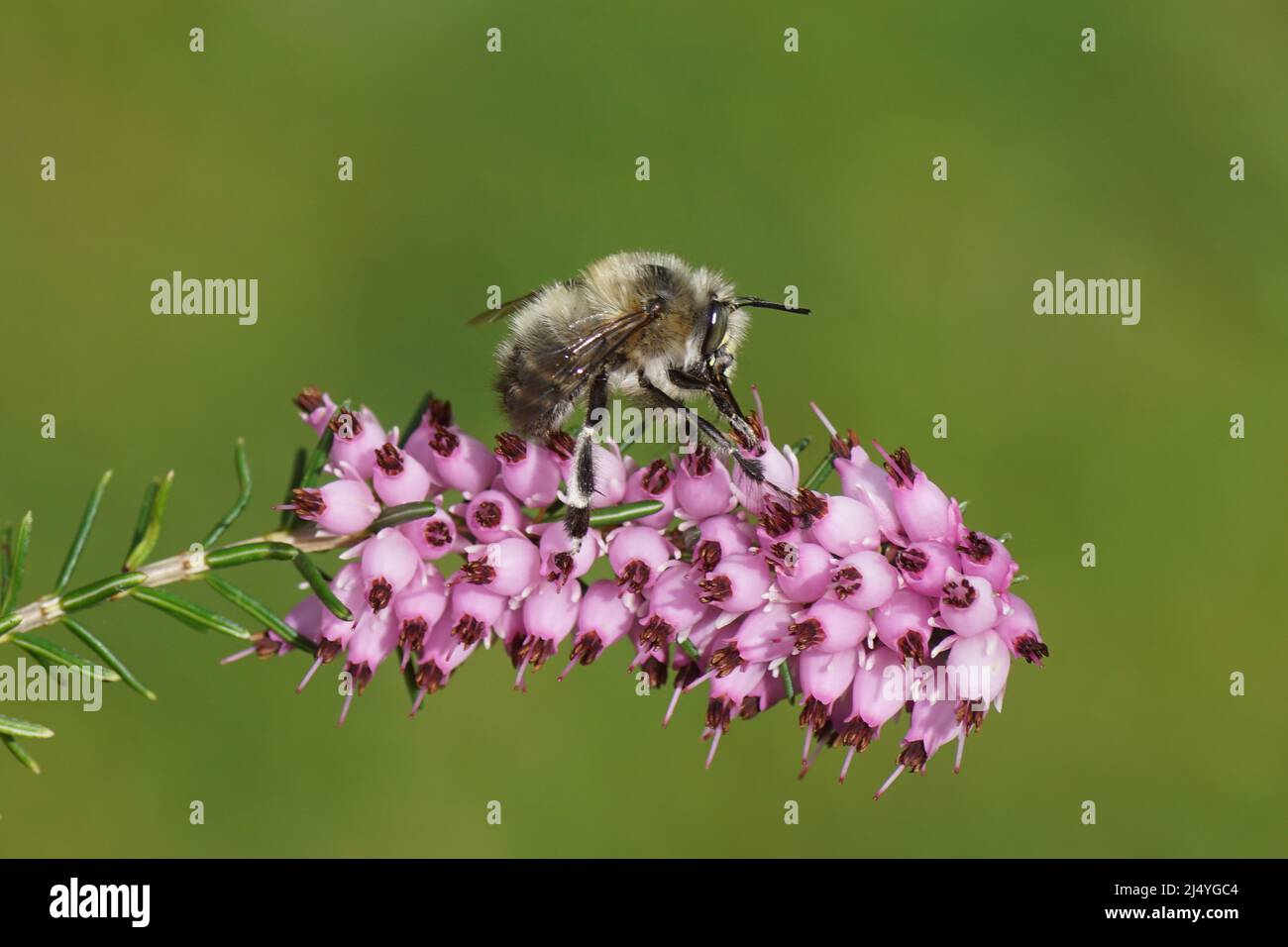 Close up hairy-footed flower bee (Anthophora plumipes) on the flowers of Winter heath (Erica carnea). Dutch garden, Spring, April, Netherlands Stock Photo