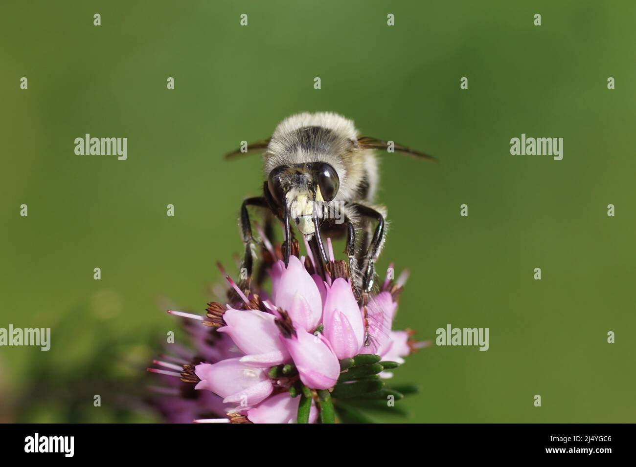 Close up face of hairy-footed flower bee (Anthophora plumipes) on the flowers of Winter heath (Erica carnea). Dutch garden, Spring, April, Netherlands Stock Photo