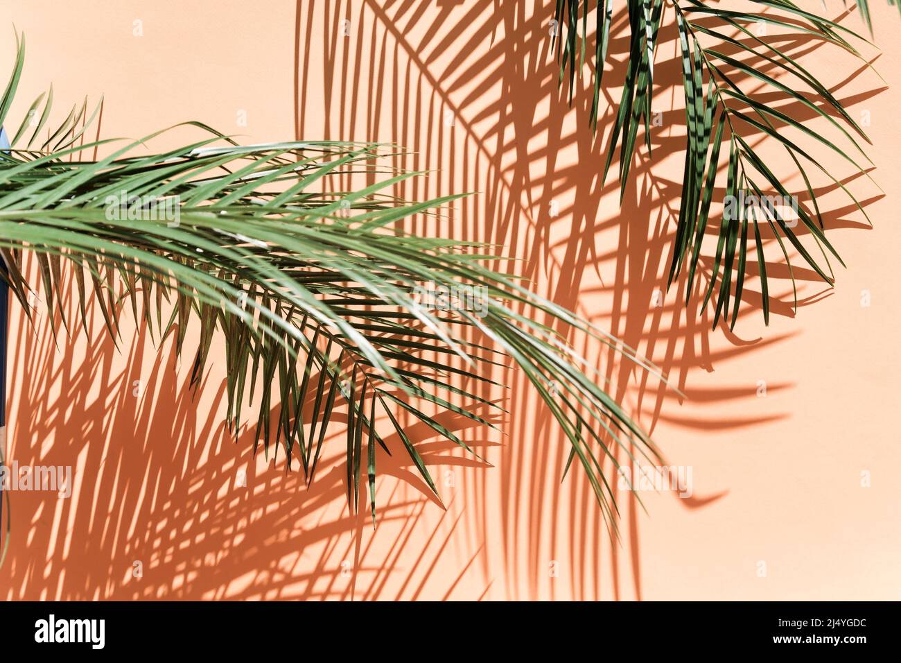 Palm leaves over pink background on bright light Stock Photo