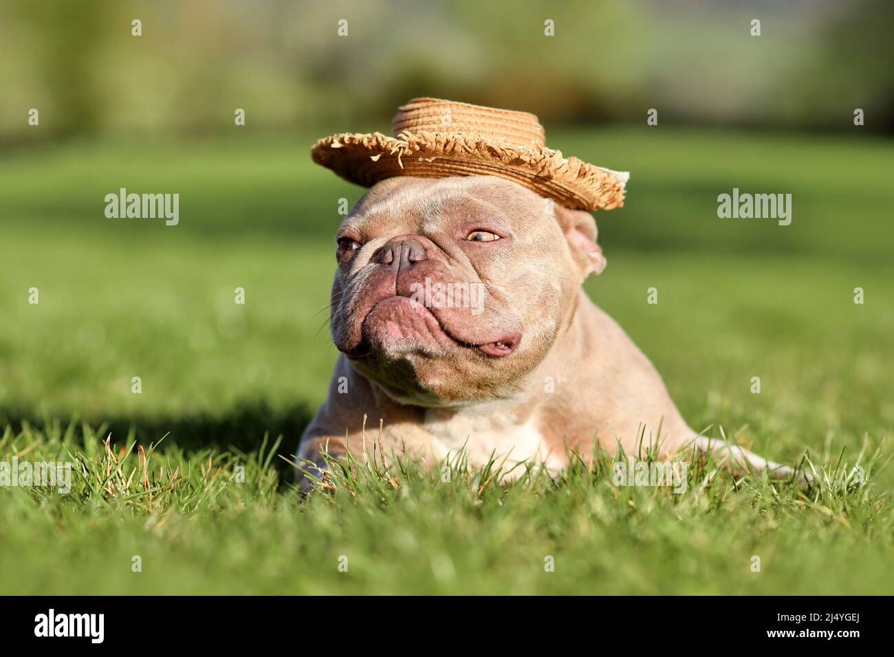 Grumpy French Bulldog dog with summer straw hat Stock Photo