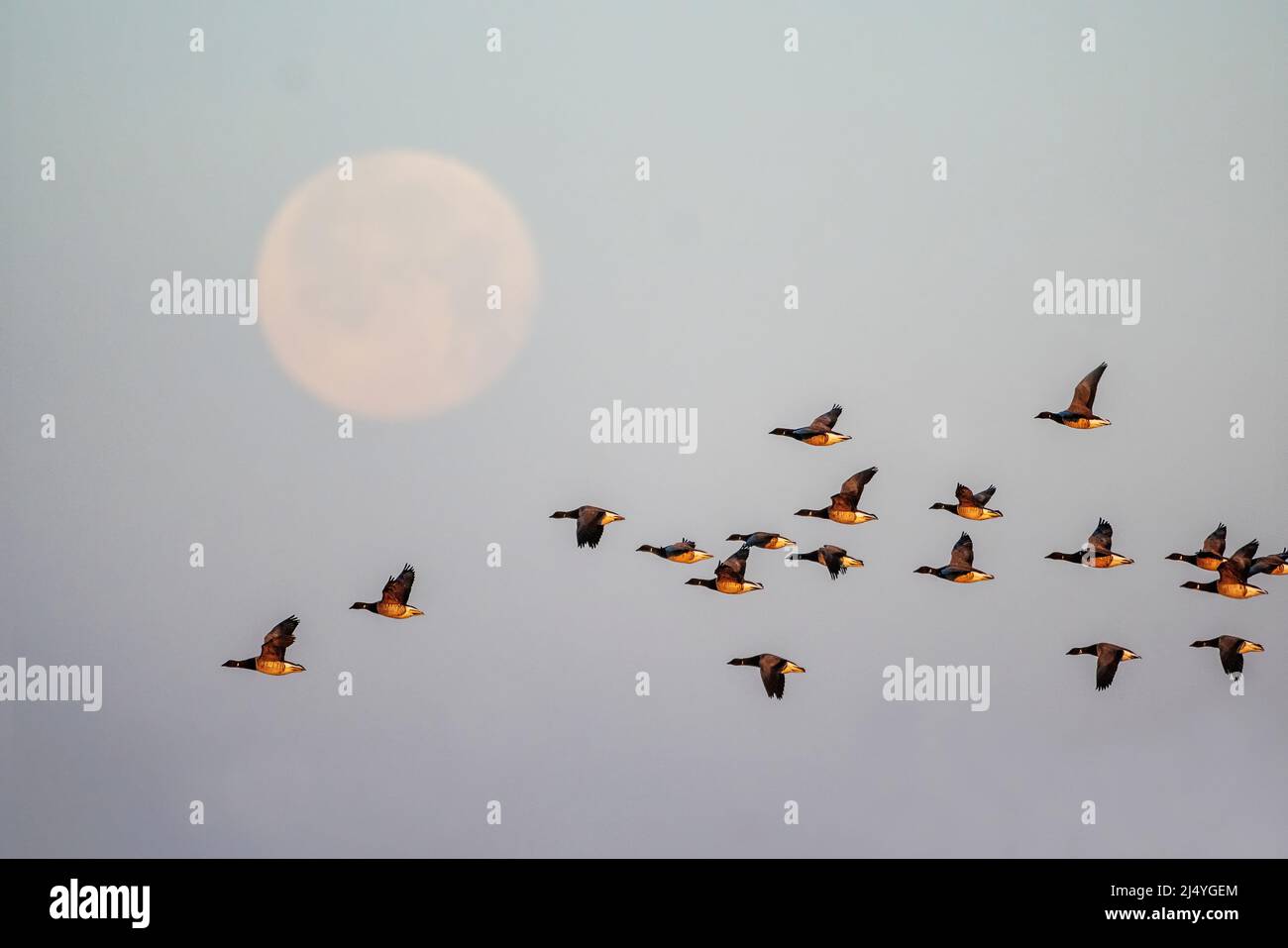 Planters moon hi-res stock photography and images - Alamy