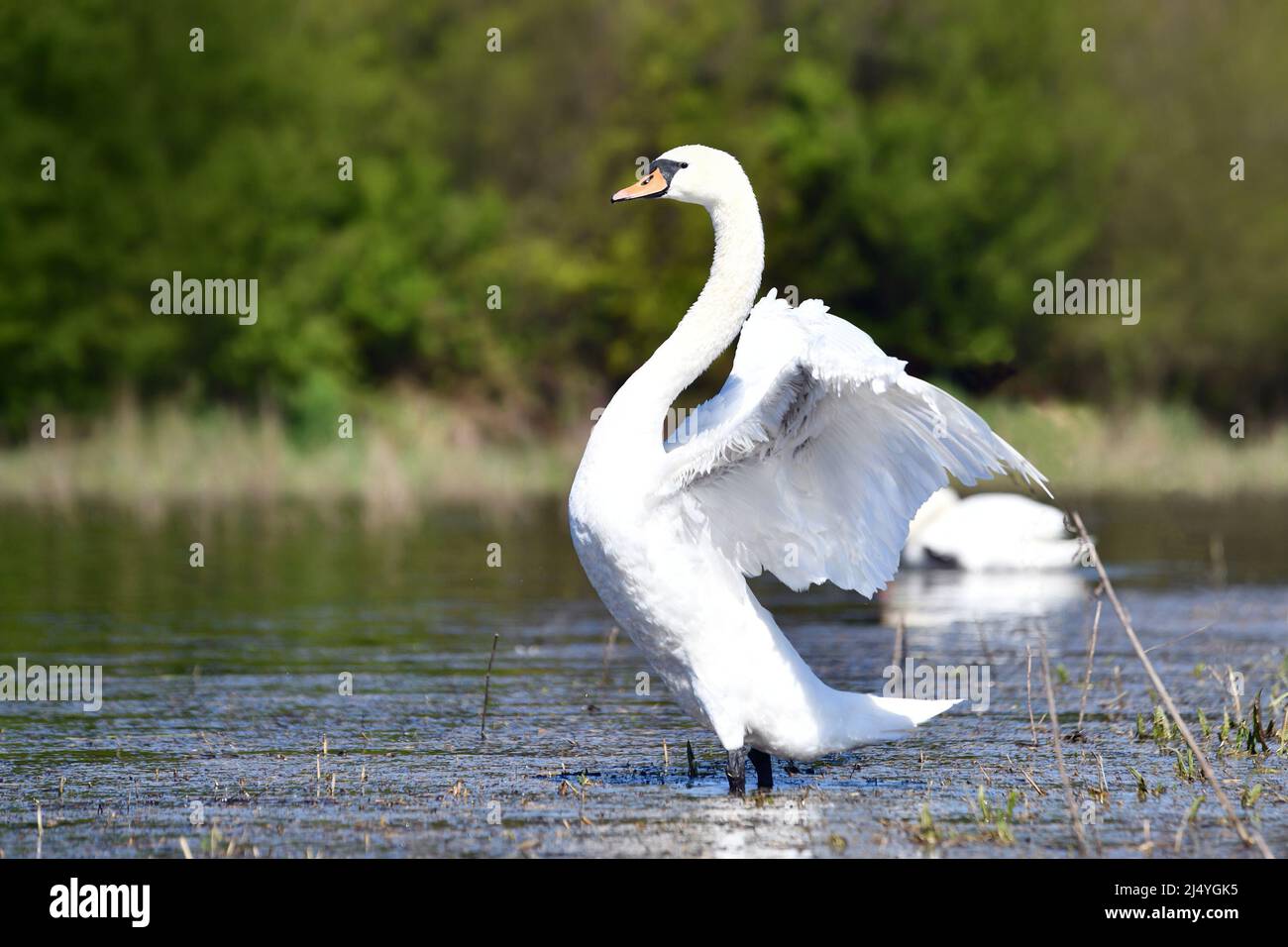 Swan bird flapping wings in lake Stock Photo