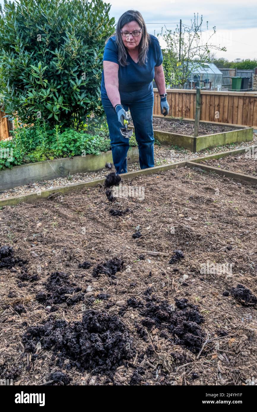 Woman spreading farmyard manure over a garden vegetable bed to improve its fertility. Stock Photo