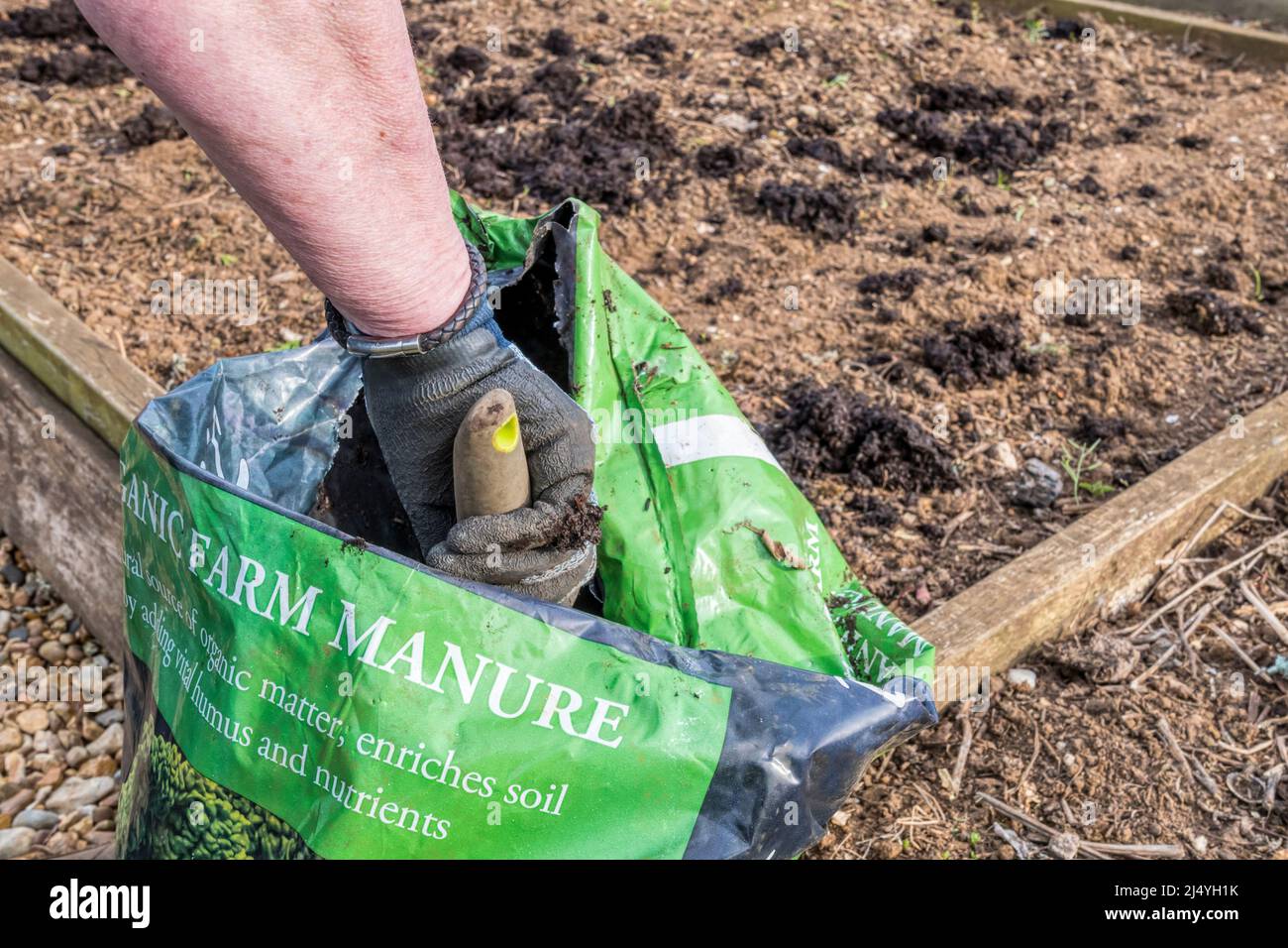 Woman spreading organic farm manure over a garden vegetable bed to improve its fertility. Stock Photo