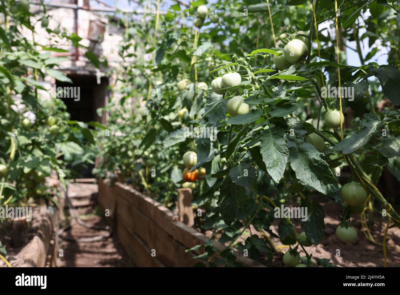 Bunch of green tomatoes ripening in modern greenhouse Stock Photo - Alamy