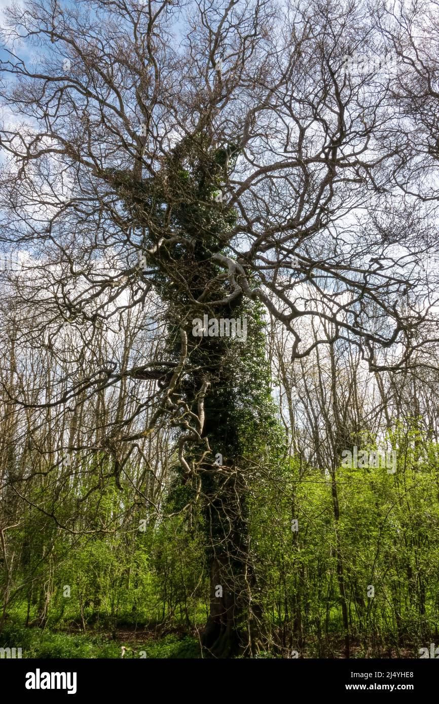 looking at the twisted and gnarled branches of a curly oak tree (Quercus robur) Stock Photo