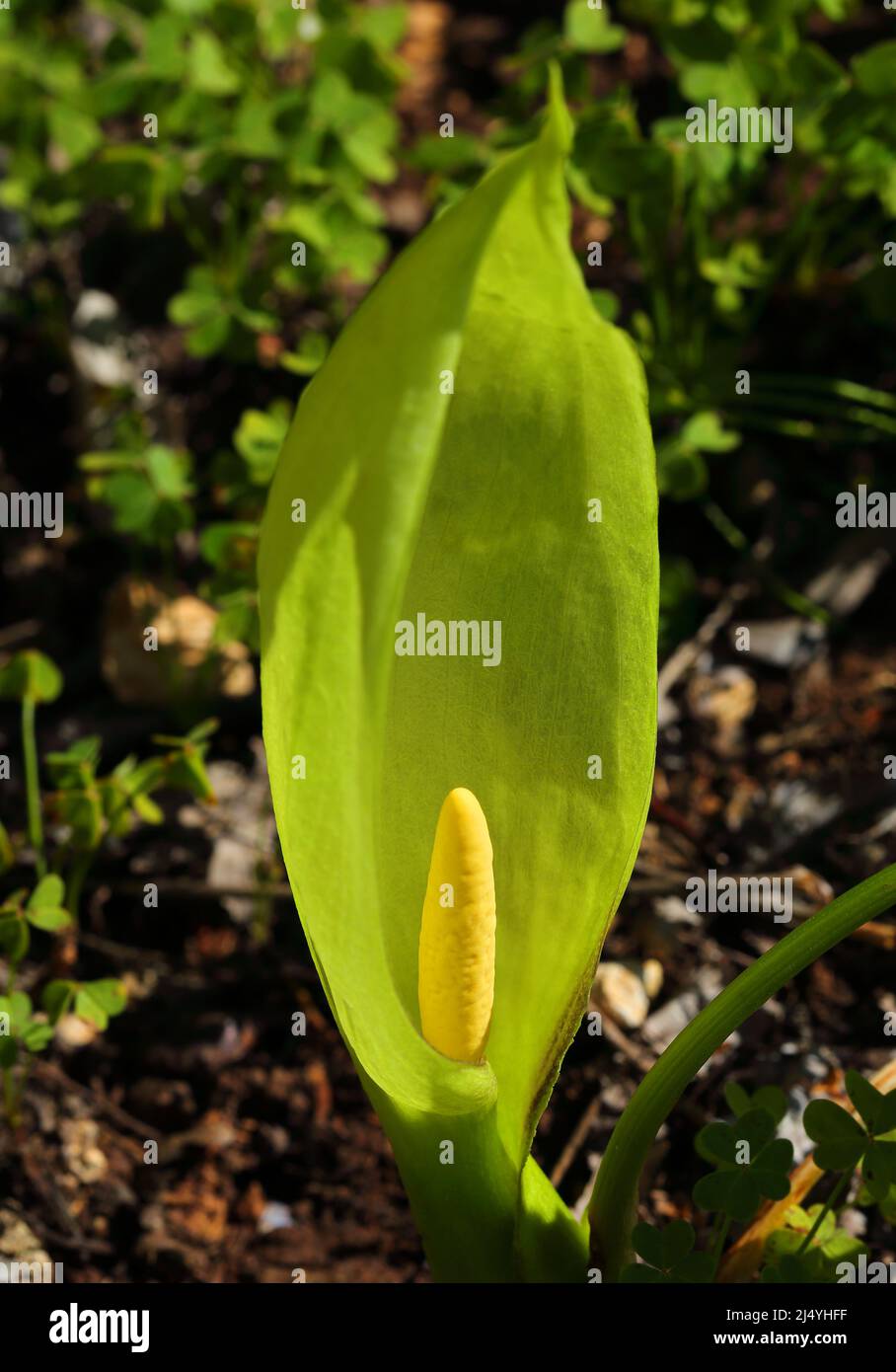 Arum italicum flowering. A perennial plant in the family Araceae, also known as Italian arum and Italian lords and ladies. Springtime - Portugal. Stock Photo