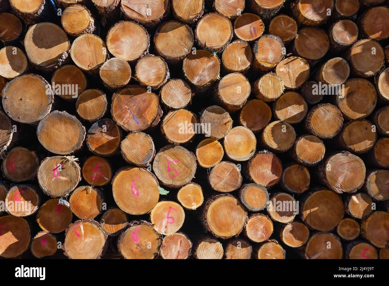 Geometric close up of a pile of stacked logs, with numbers painted with fuchsia spray Stock Photo