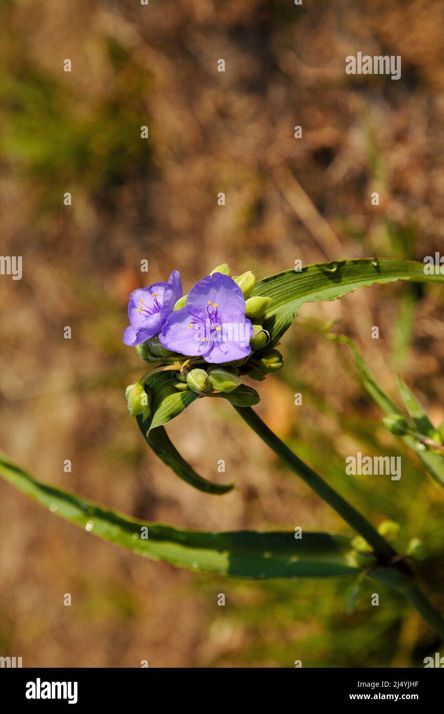 Blue Spiderwort -Commelina coelestis- during the summer months in New England. Stock Photo