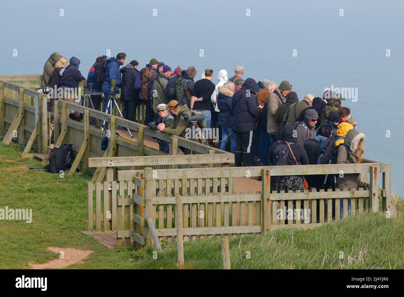 Birdwatchers gather at Bempton Cliffs Nature Reserve to see a rare