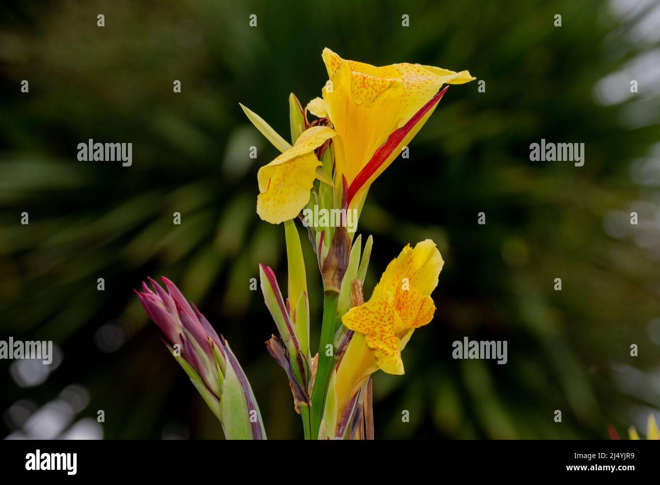 Yellow Gladiolus with red spots (Gladiolus), a genus of perennial cormous flowering plants in the iris family (Iridaceae). Stock Photo