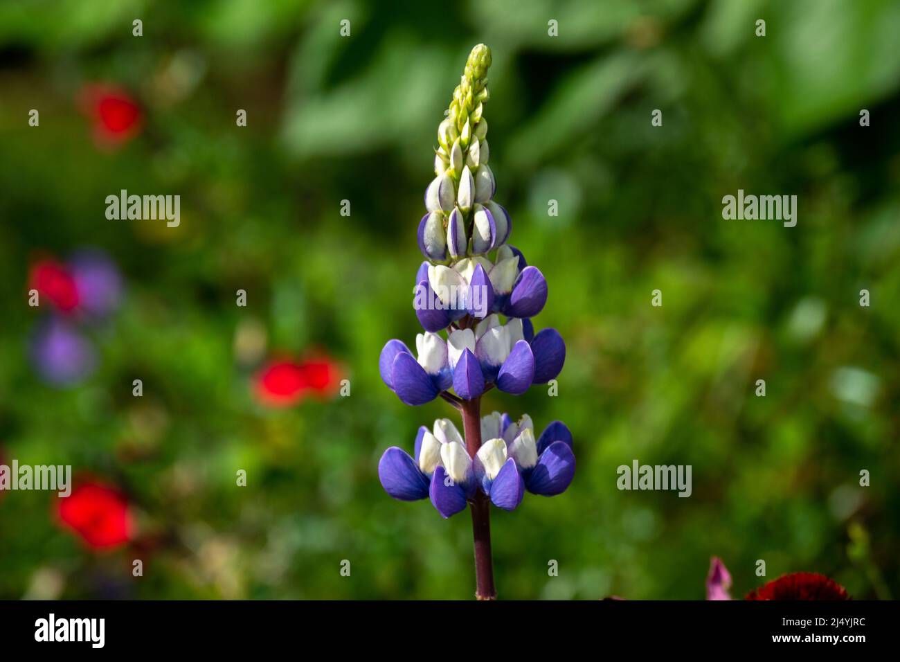 Blue Lupin (Lupinus angustifolius), a plant native to Eurasia and northern Africa and naturalised in parts of Australia and North America. Stock Photo