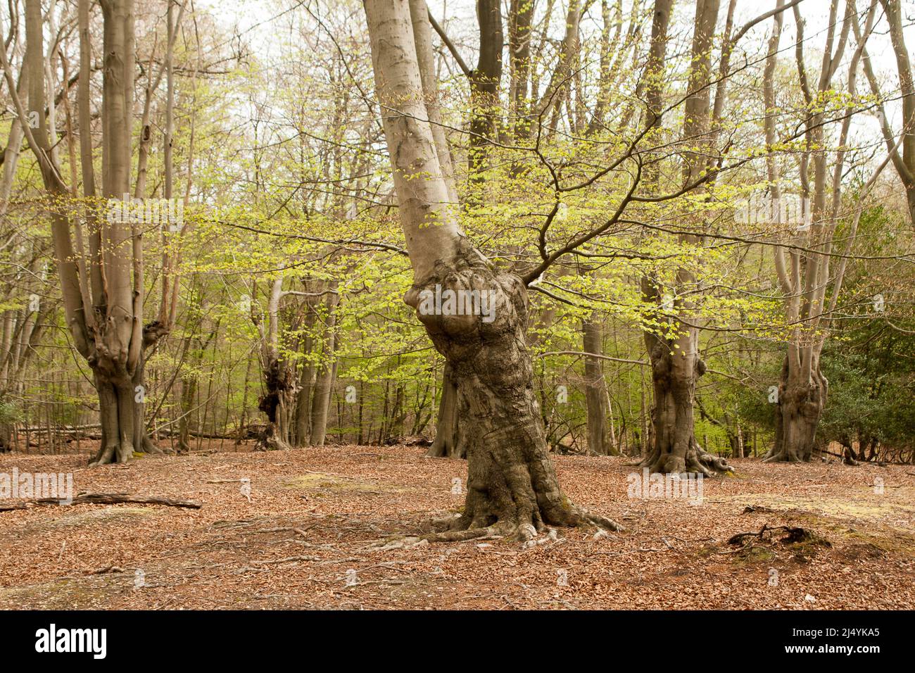 Thames Valley Epping Forest Essex, England UK Europe Stock Photo - Alamy