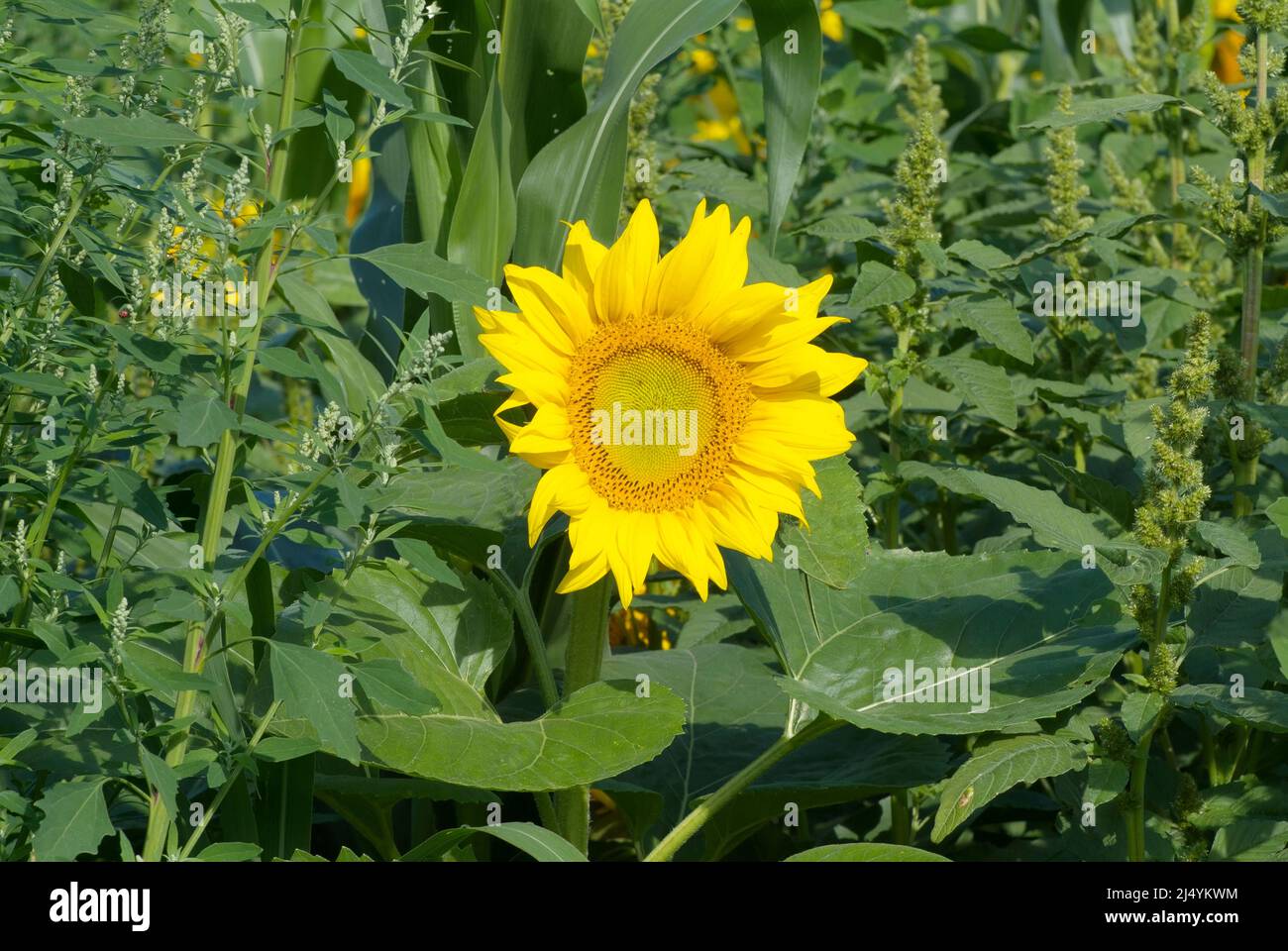 Giant Sunflowers in New Hampshire USA during the summer months in New
