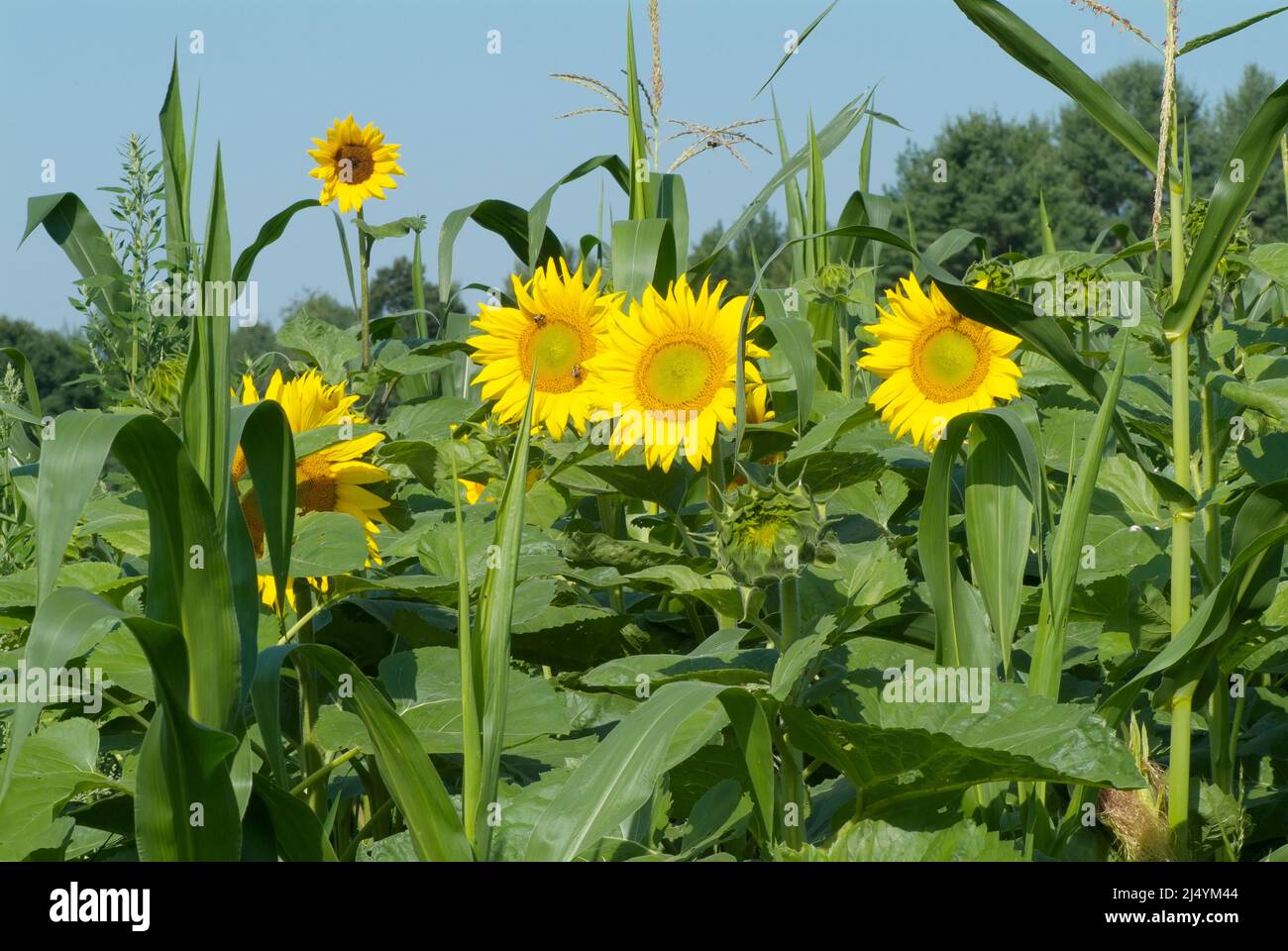 Giant Sunflowers in New Hampshire USA during the summer months in New