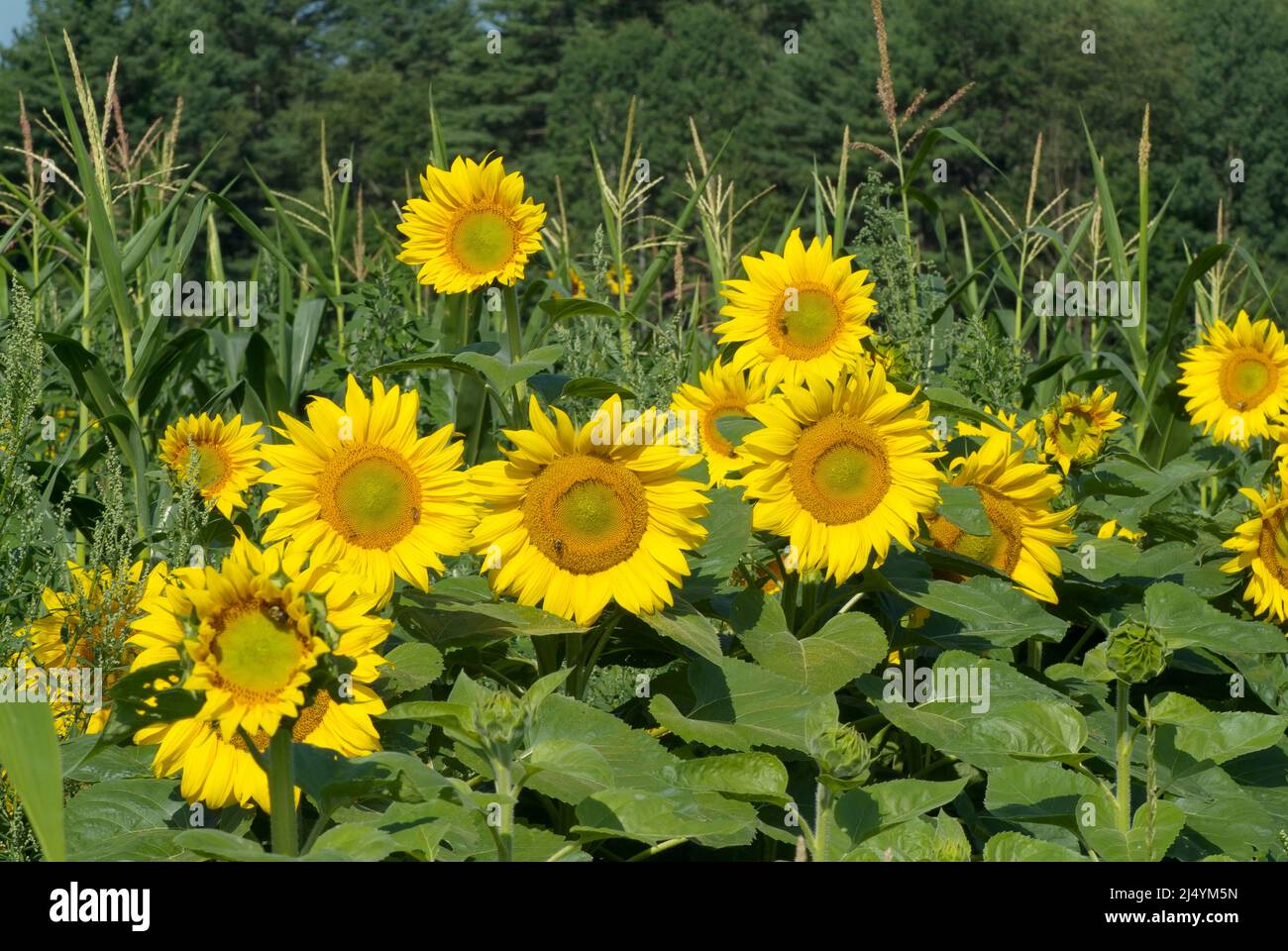 Flowers in understory habitat hires stock photography and images Alamy