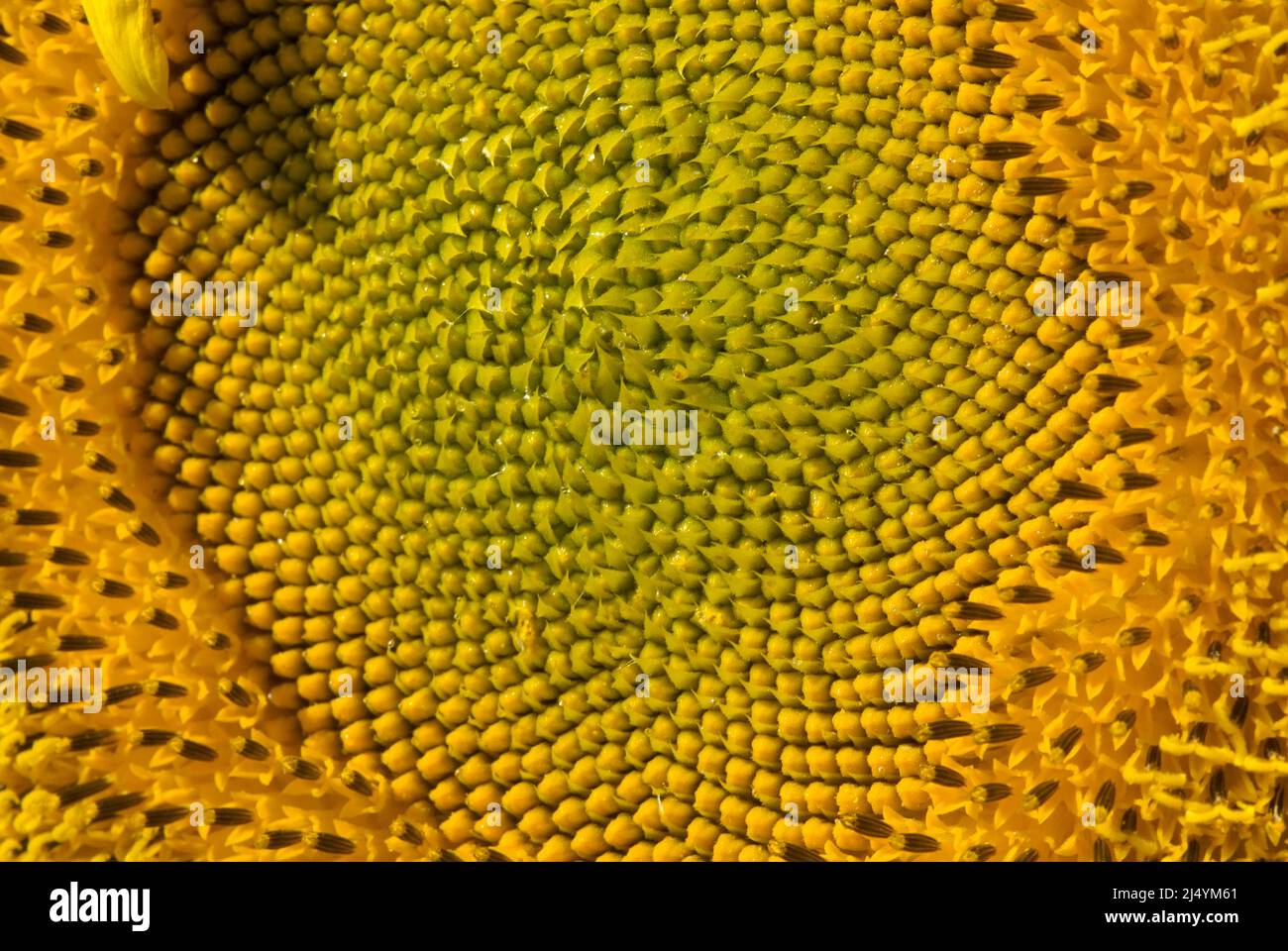 Giant Sunflowers in New Hampshire USA during the summer months in New