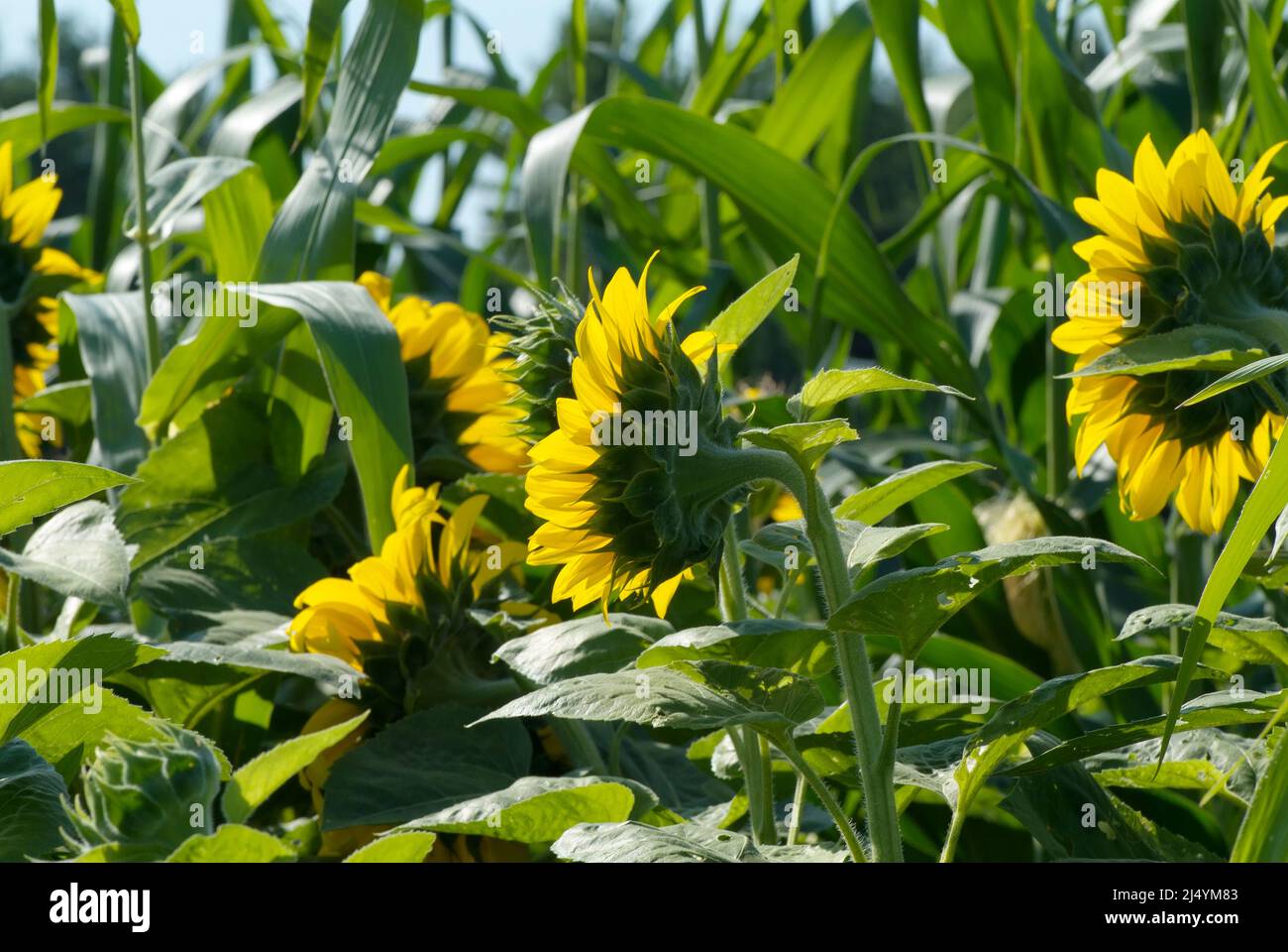 Giant Sunflowers in New Hampshire USA during the summer months in New