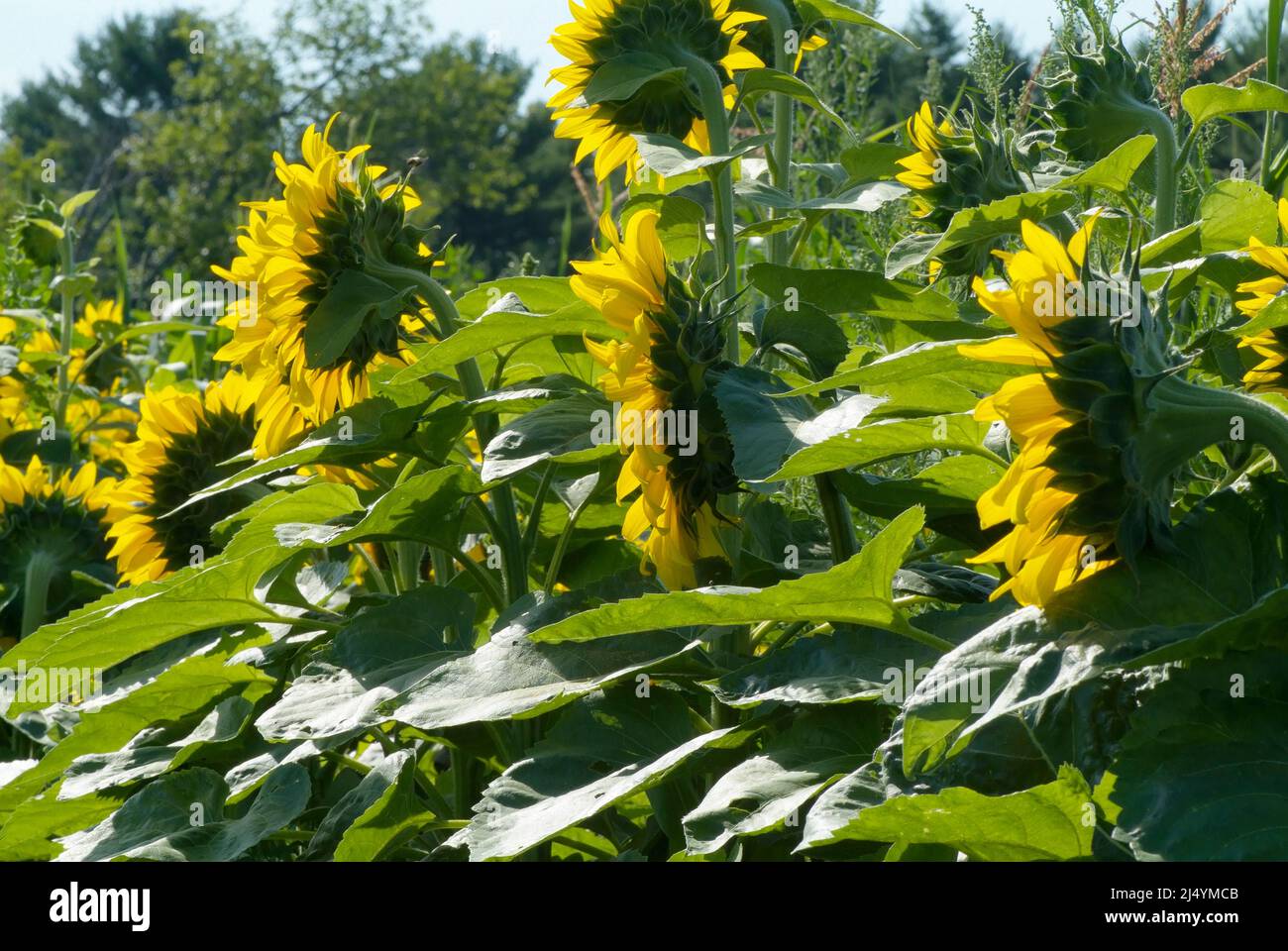 Giant Sunflowers in New Hampshire USA during the summer months in New