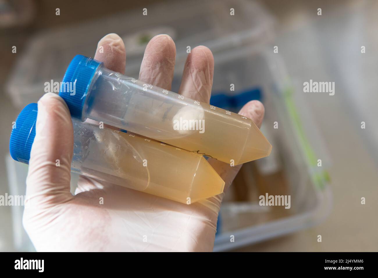 petri dishes with agar. Microbiology and mycelium Stock Photo Alamy