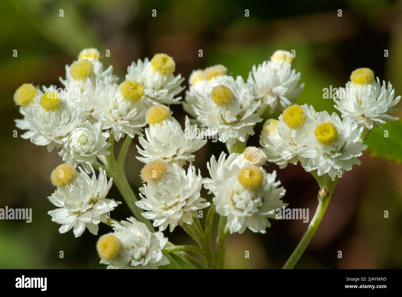 Pearly Everlasting- Anaphalis margaritacea- in a New England forest during the summer months..Pearly Everlasting- Anaphalis margaritacea- is part of t Stock Photo