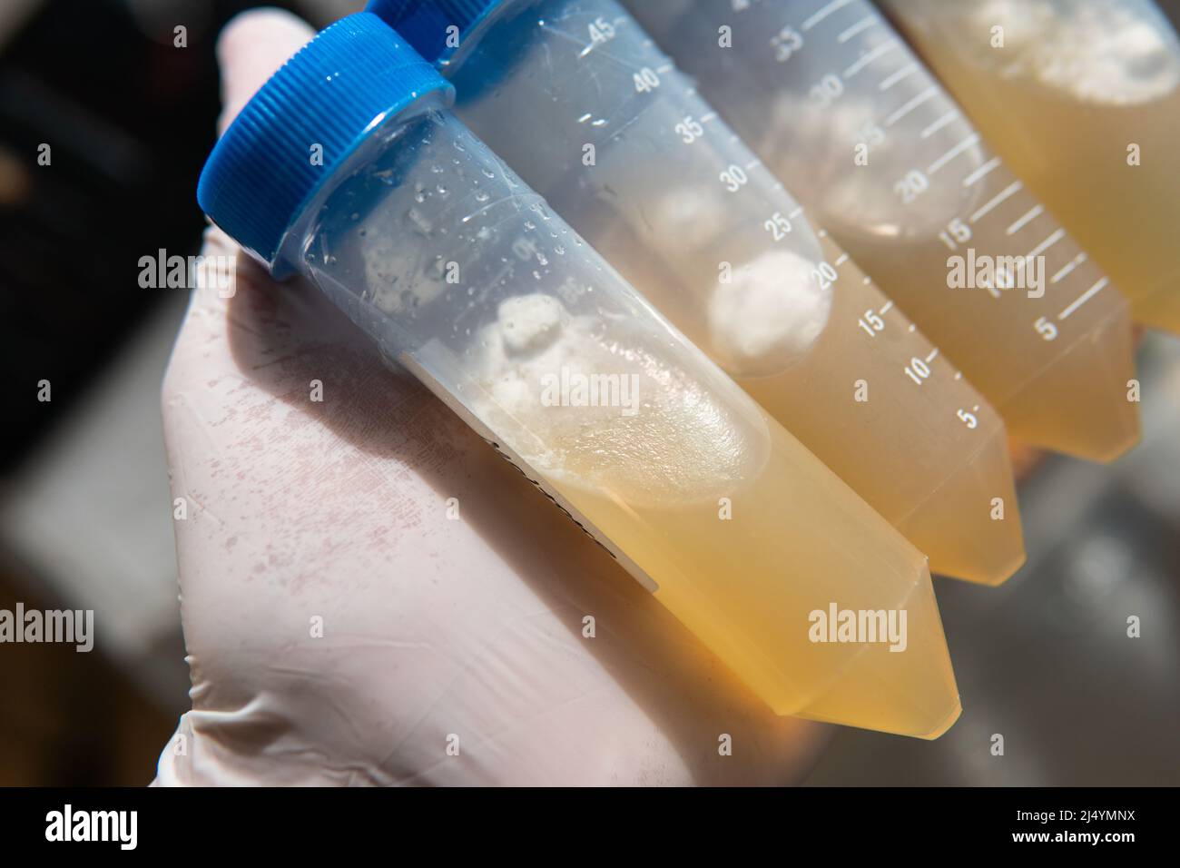 petri dishes with agar. Microbiology and mycelium Stock Photo Alamy