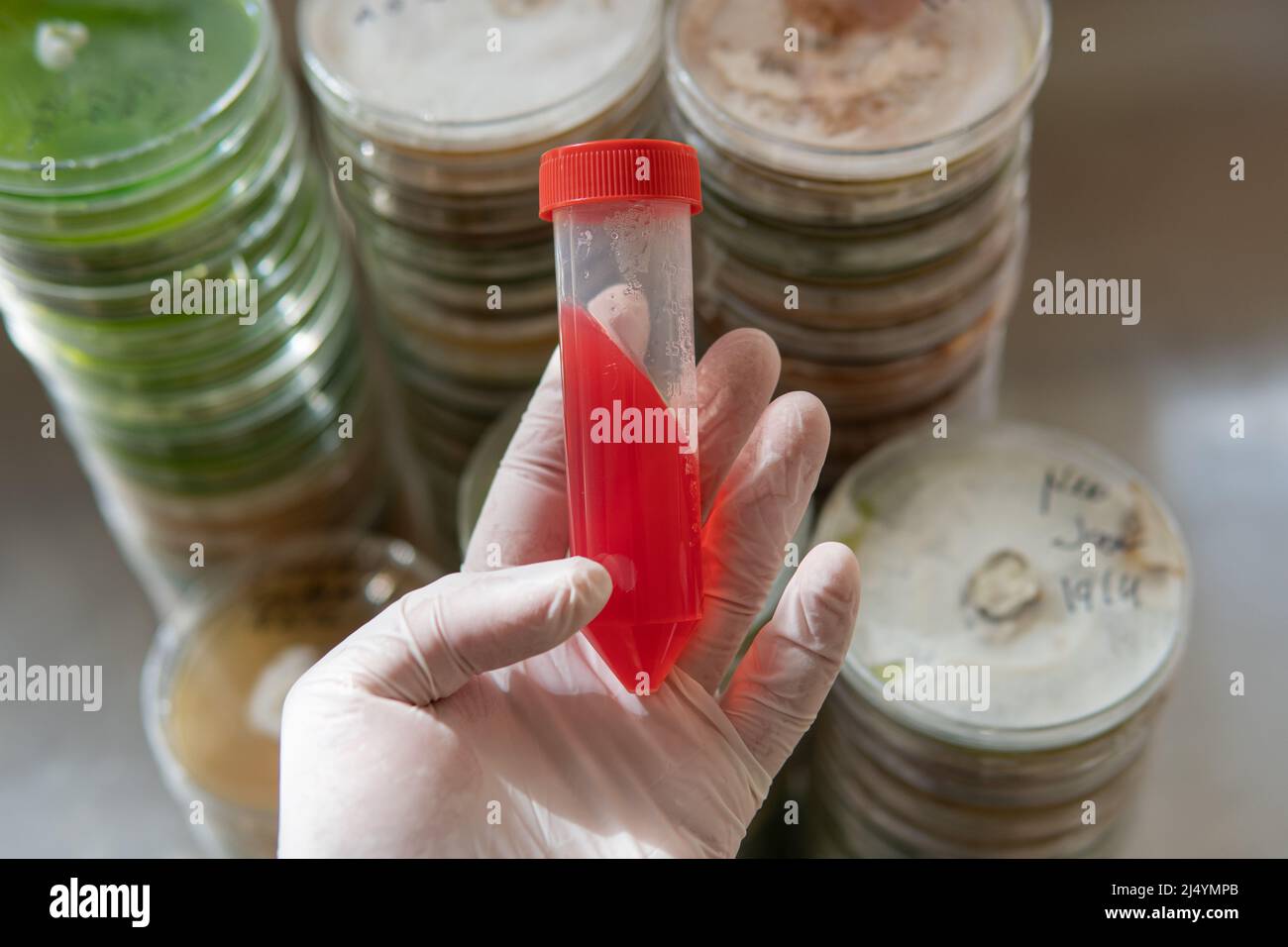 petri dishes with agar. Microbiology and mycelium Stock Photo Alamy