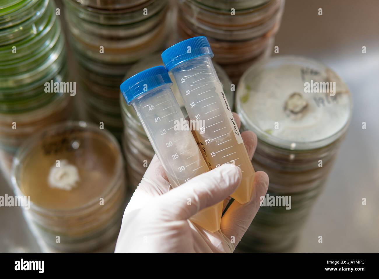 petri dishes with agar. Microbiology and mycelium Stock Photo Alamy