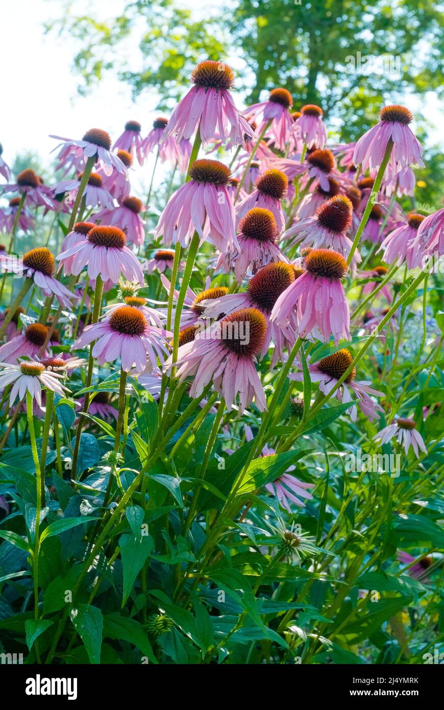 Purple coneflower Echinacea purpurea during the summer months in the