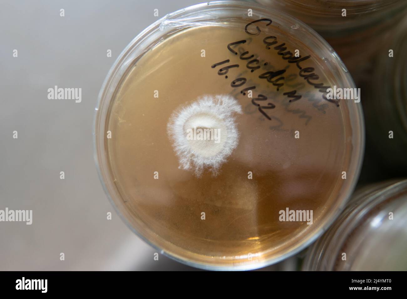 petri dishes with agar. Microbiology and mycelium Stock Photo Alamy