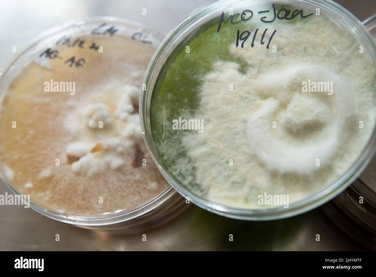 mycelium of exotic mushrooms in petri dishes. Selection and cultivation