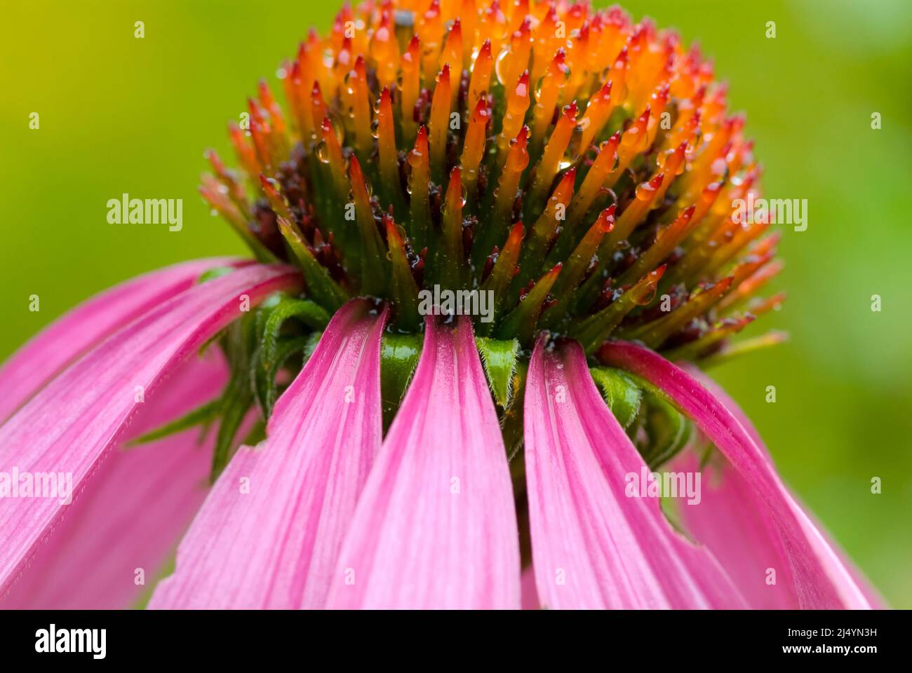Purple coneflower Echinacea purpurea during the summer months in the
