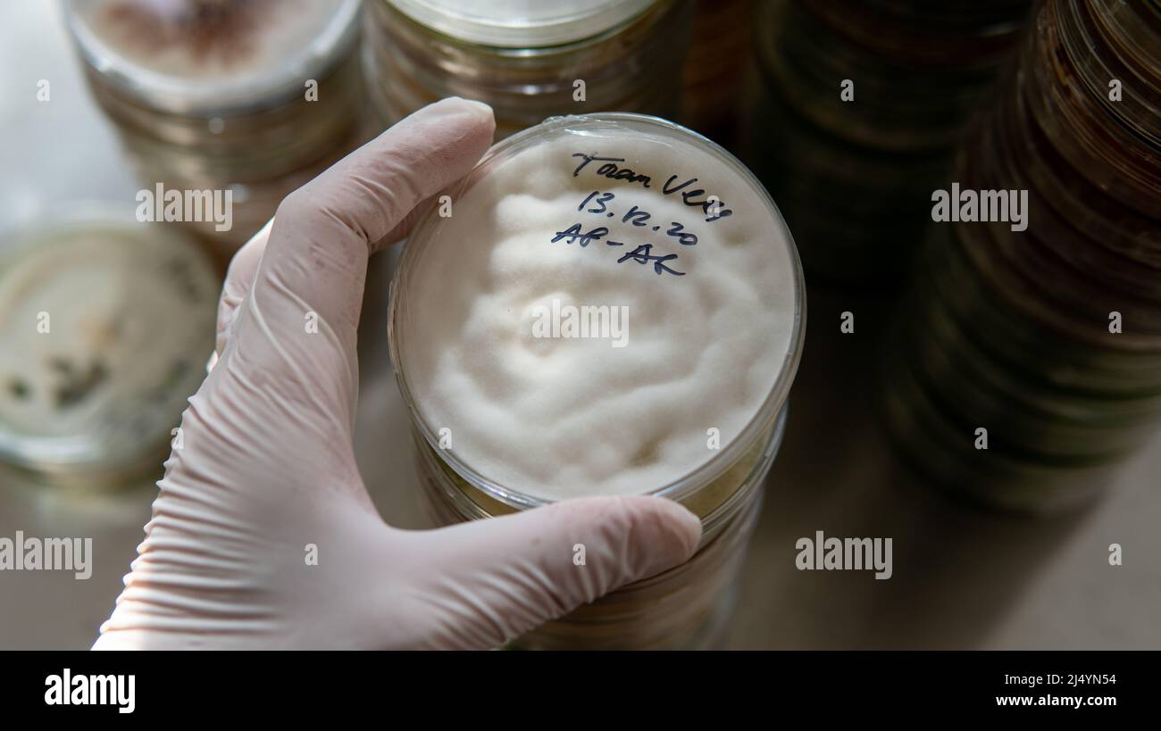 mycelium of exotic mushrooms in petri dishes. Selection and cultivation