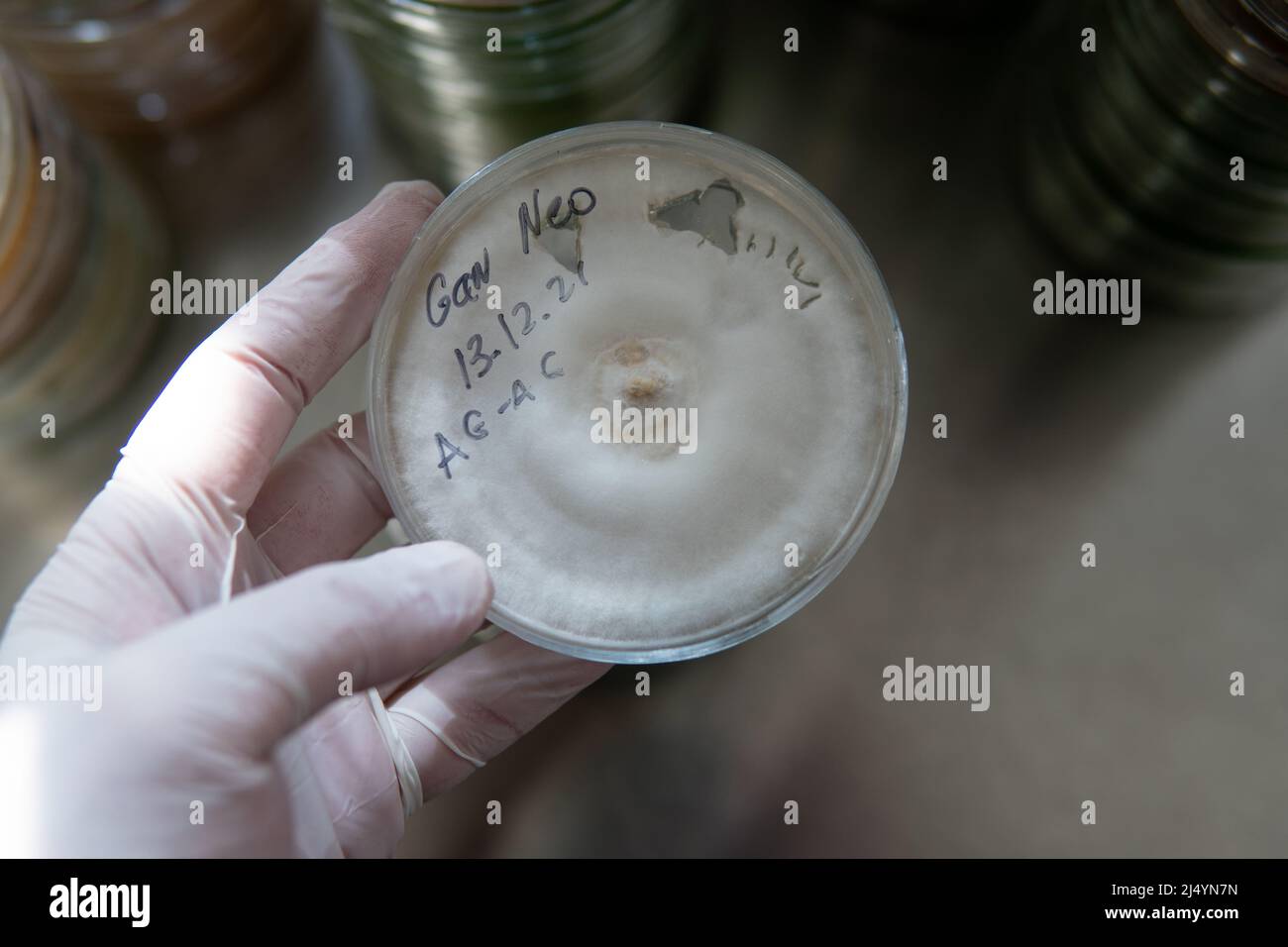 petri dishes with agar. Mycology and mycelium Stock Photo Alamy