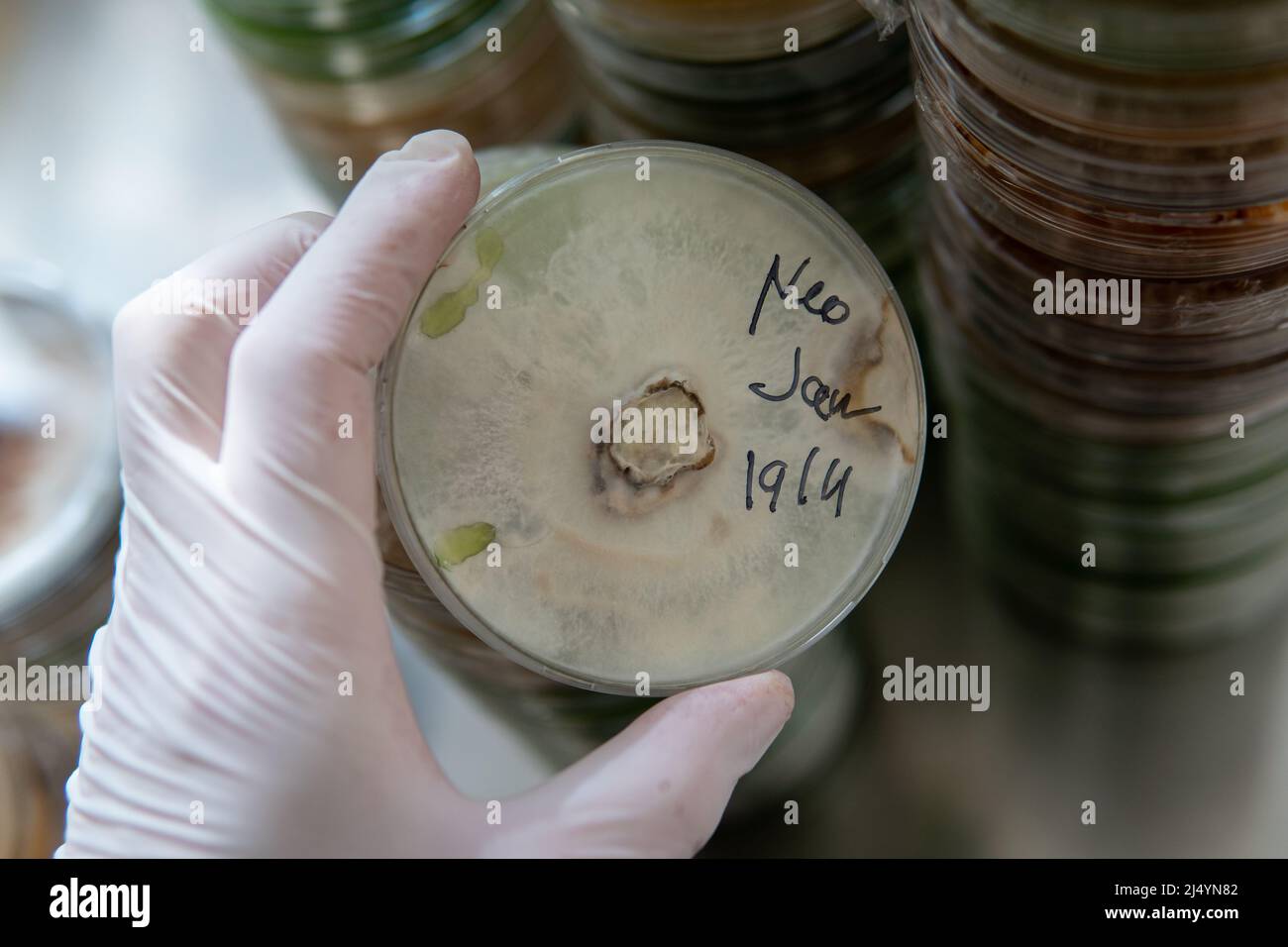 petri dishes with agar. Microbiology and mycelium Stock Photo Alamy